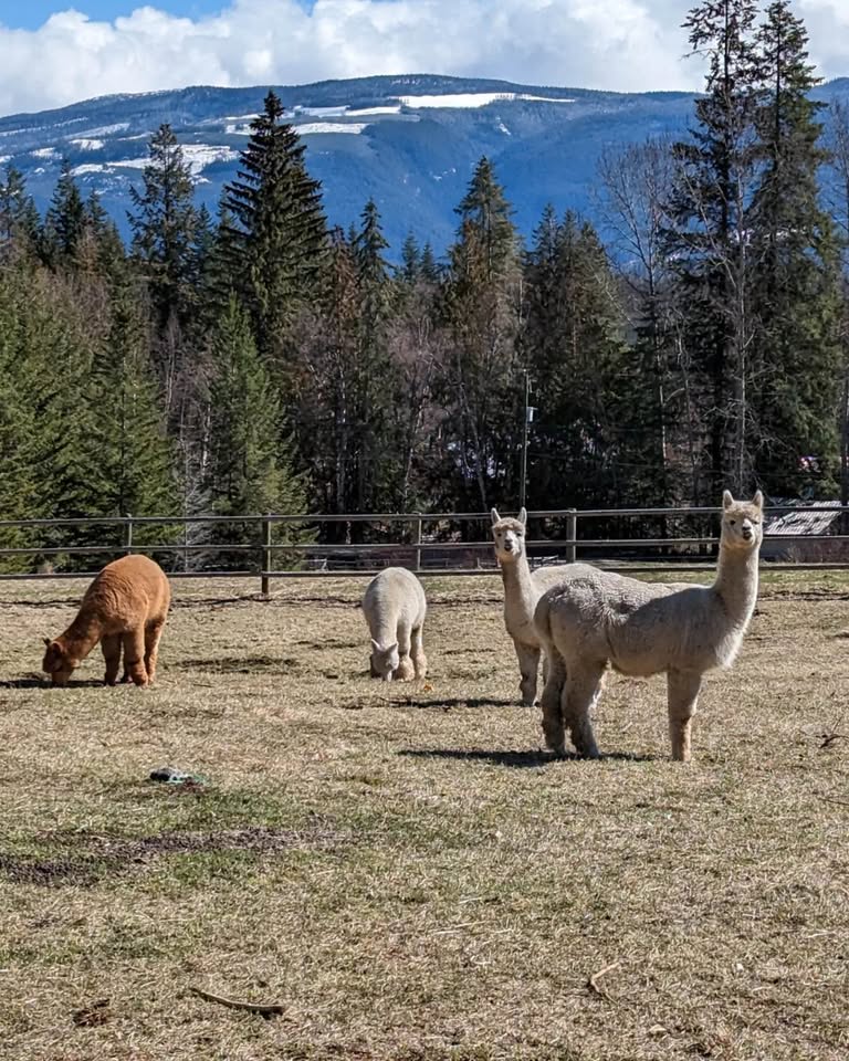 Vin & Yang Alpaca Farm
