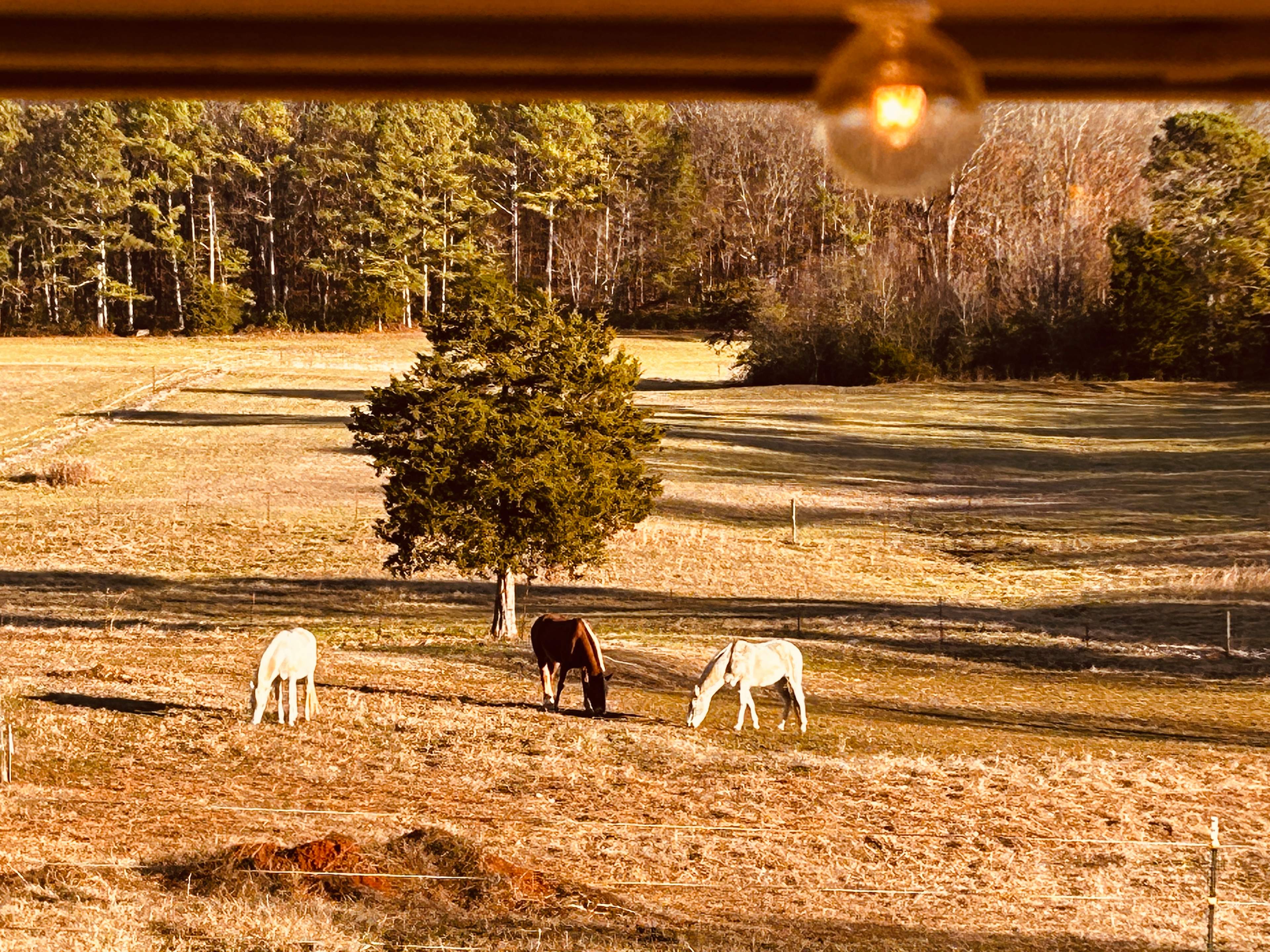 The Tall Farm RV Hookup