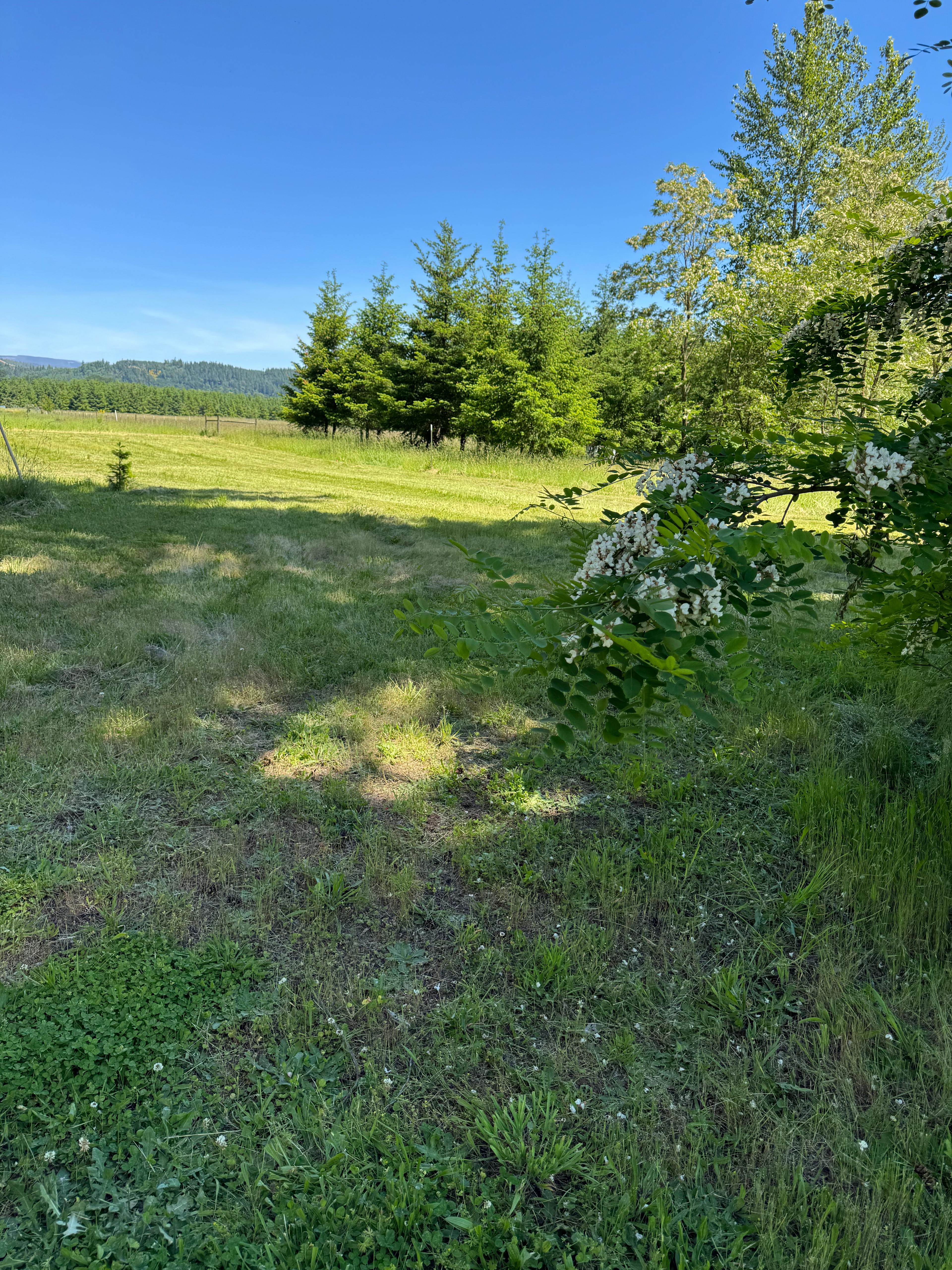 A view of the meadow RV site facing the East.