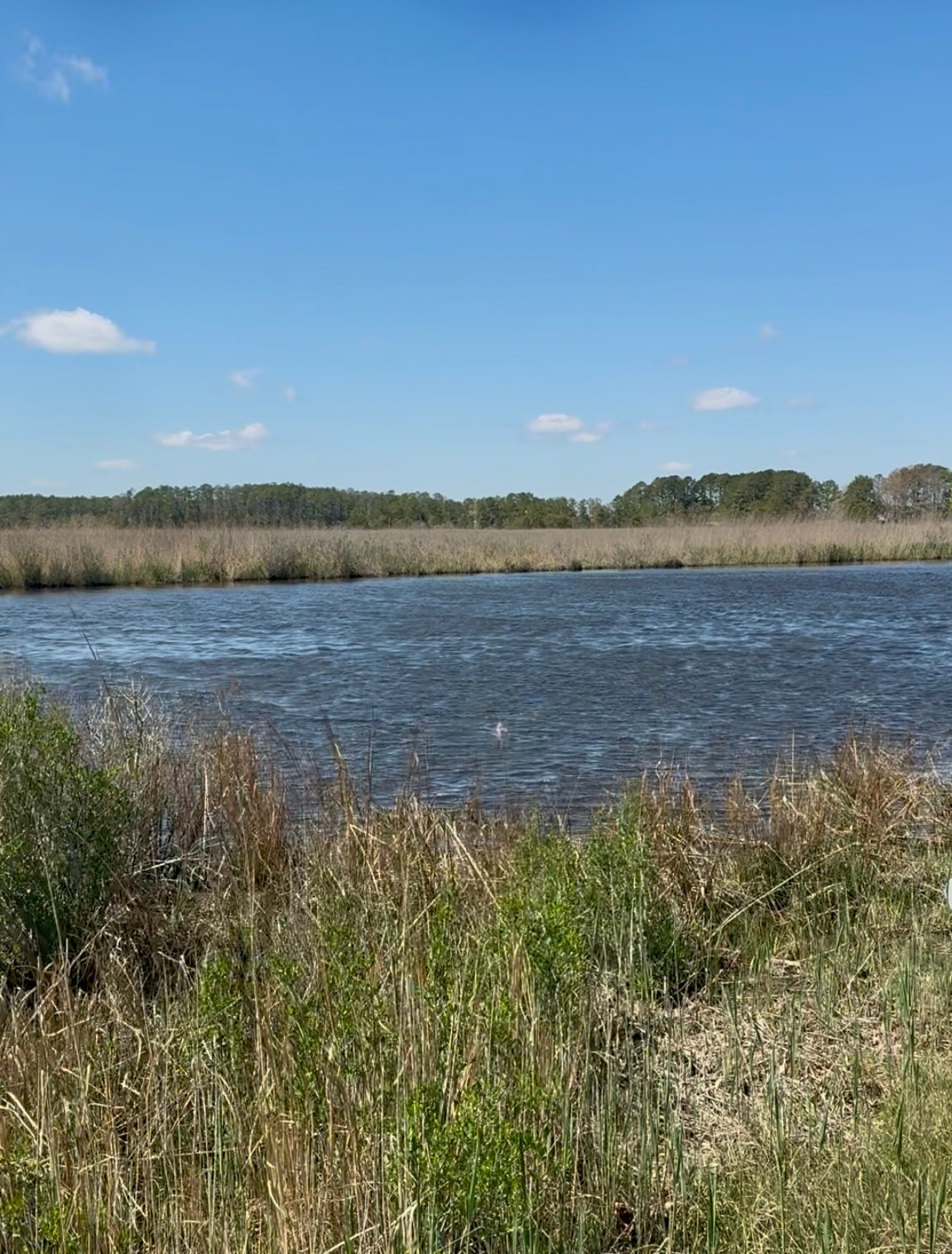 Rustic Zen Campsite W/ Fishing