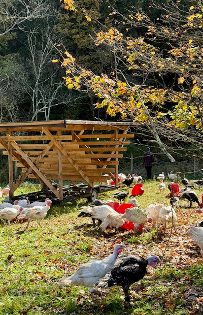 Treehouse Farm Adventure