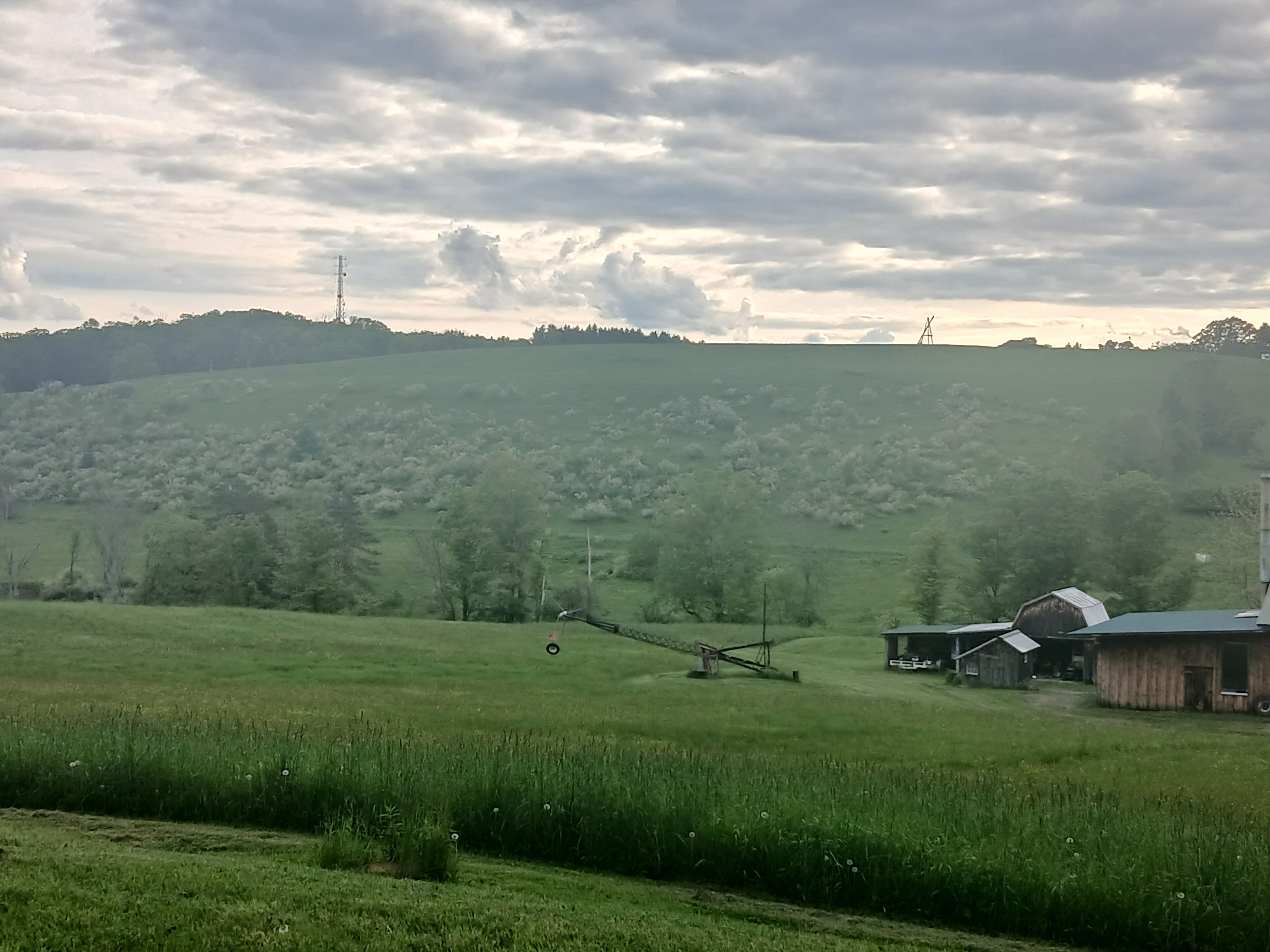 Firefly field