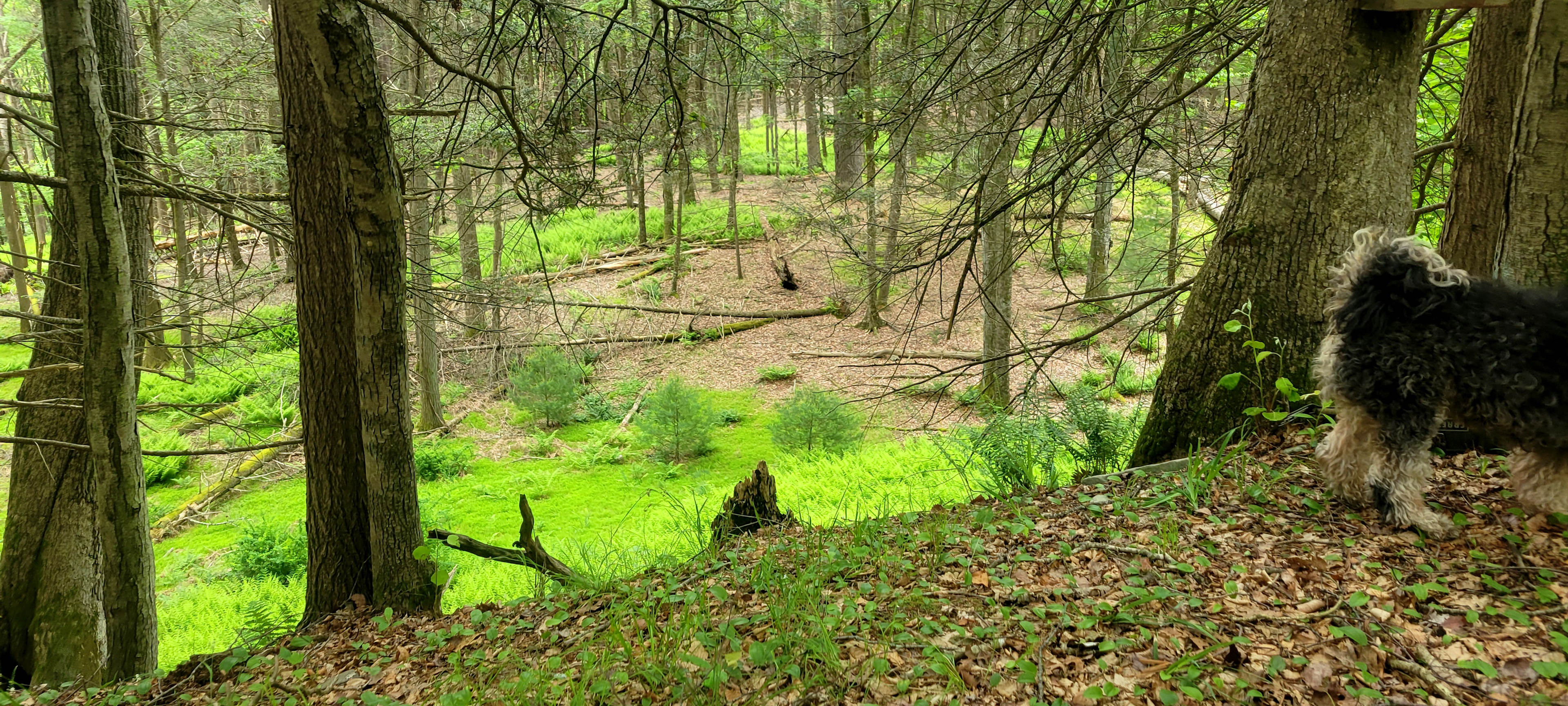 Nature right on the property🌞