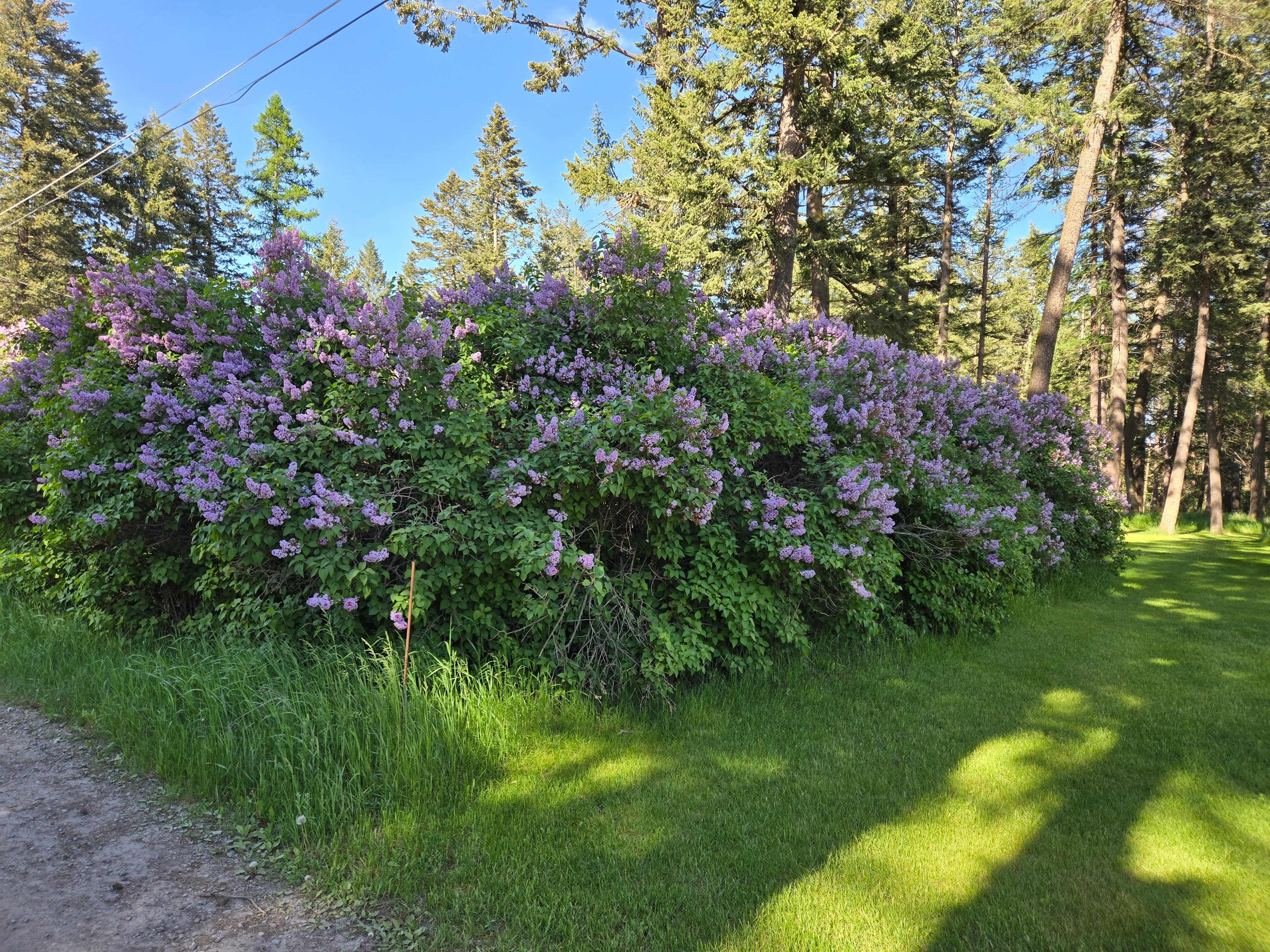 Peaceful Shady Lanes