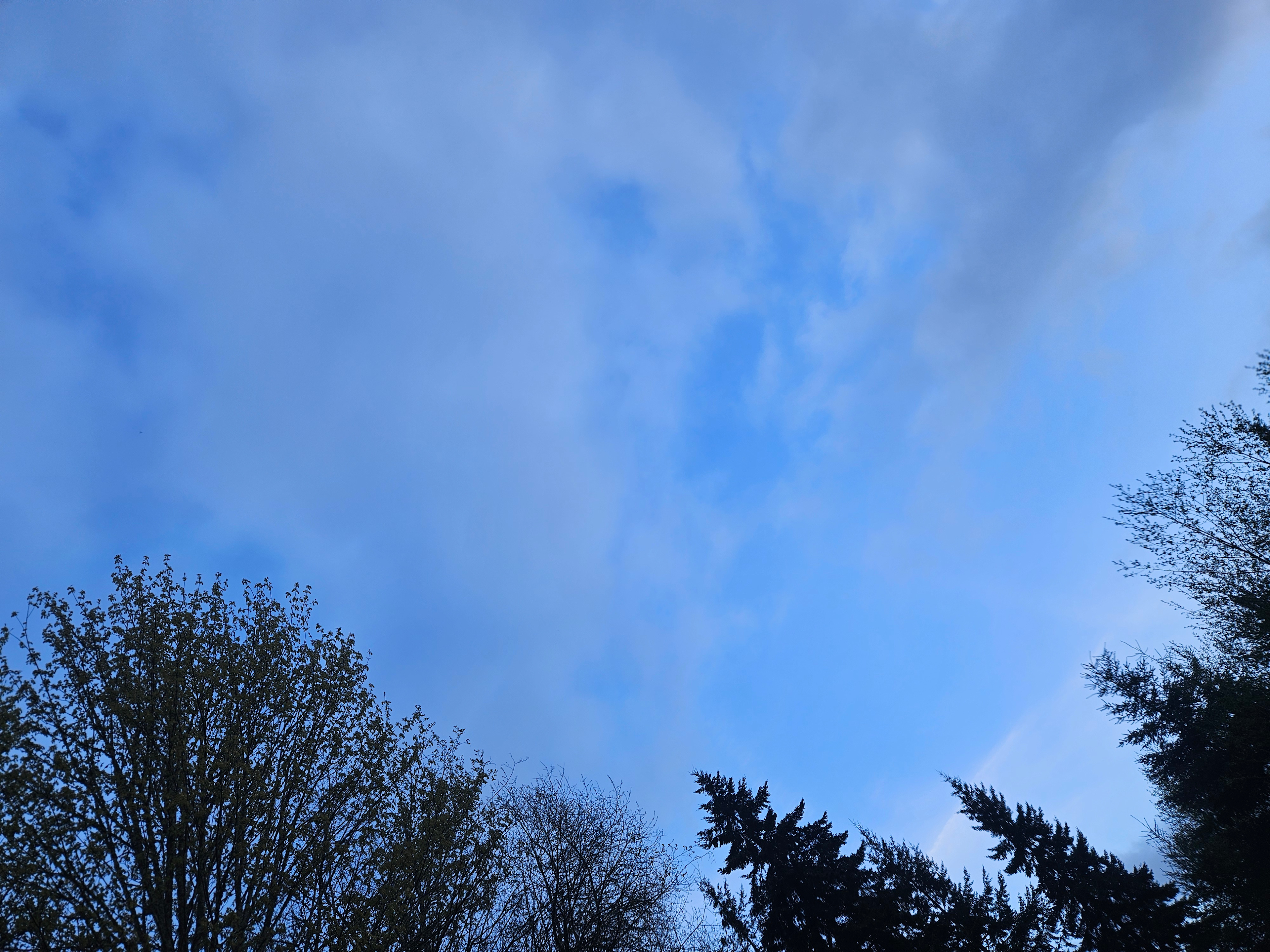 Healtop Forest Haven camp