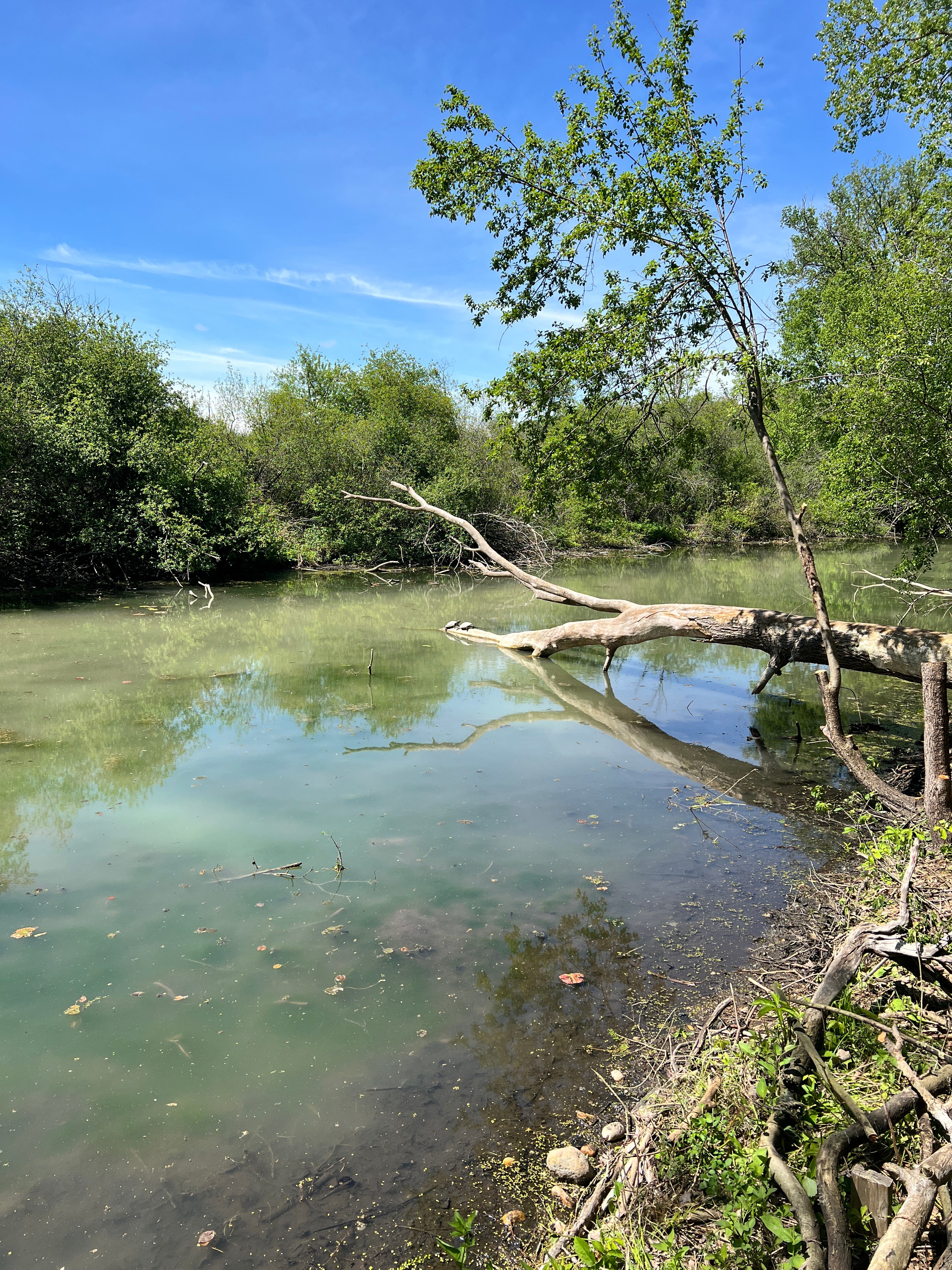 Lots of painted turtles and fish in the channel! 