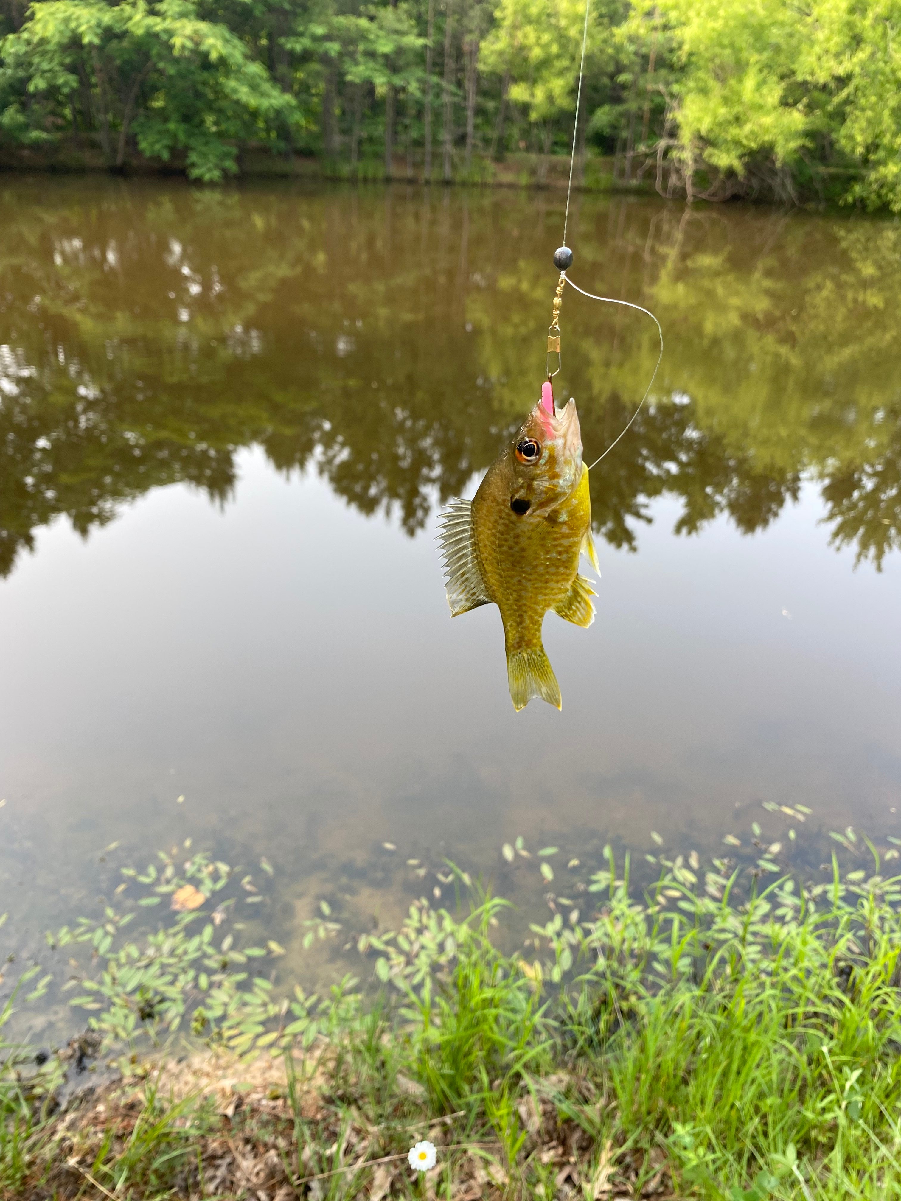 Hagood Farms and Trails