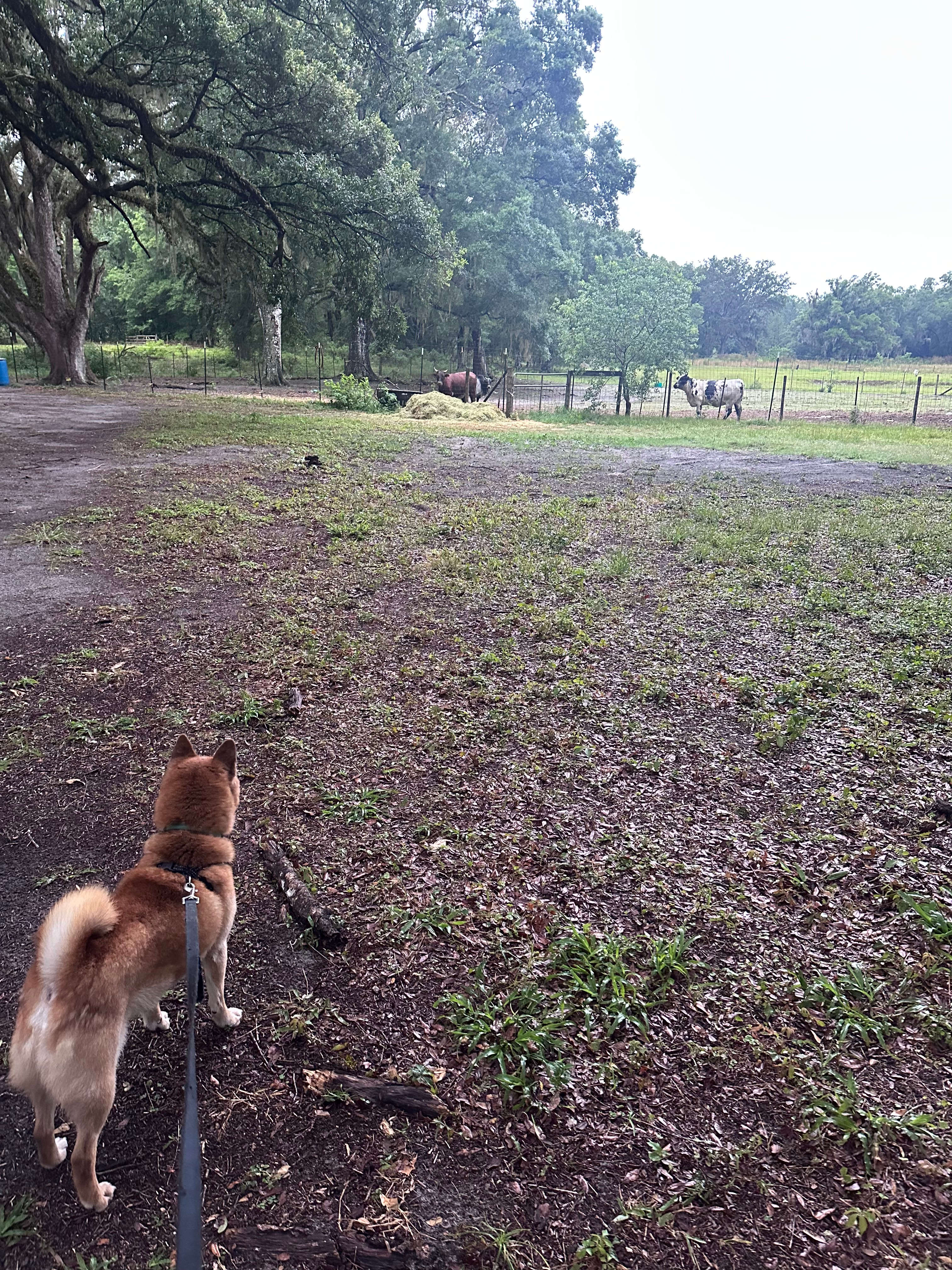 Grazing Oaks Ranch RV and Horse Stables