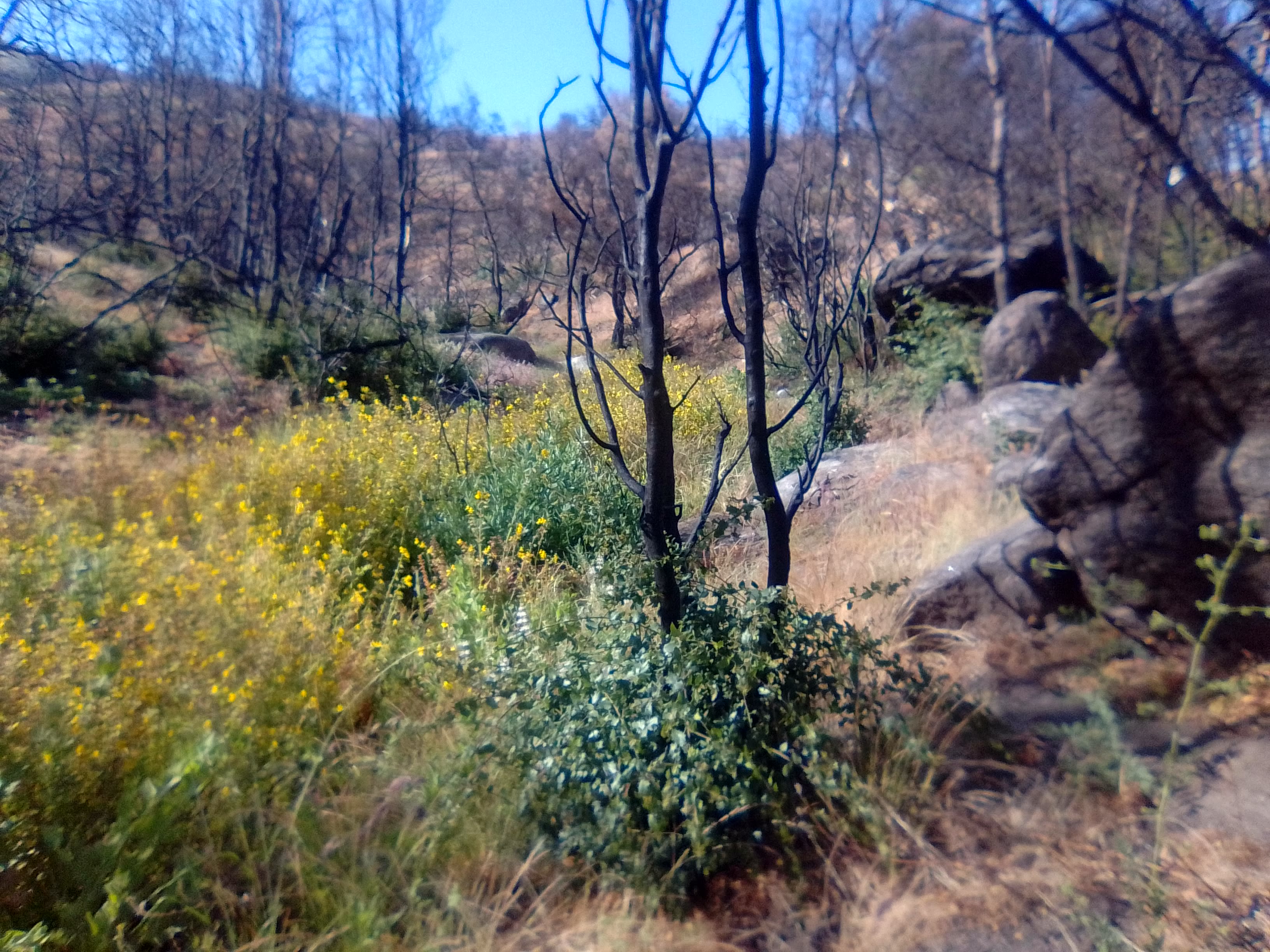 D-9 Eagle Rock