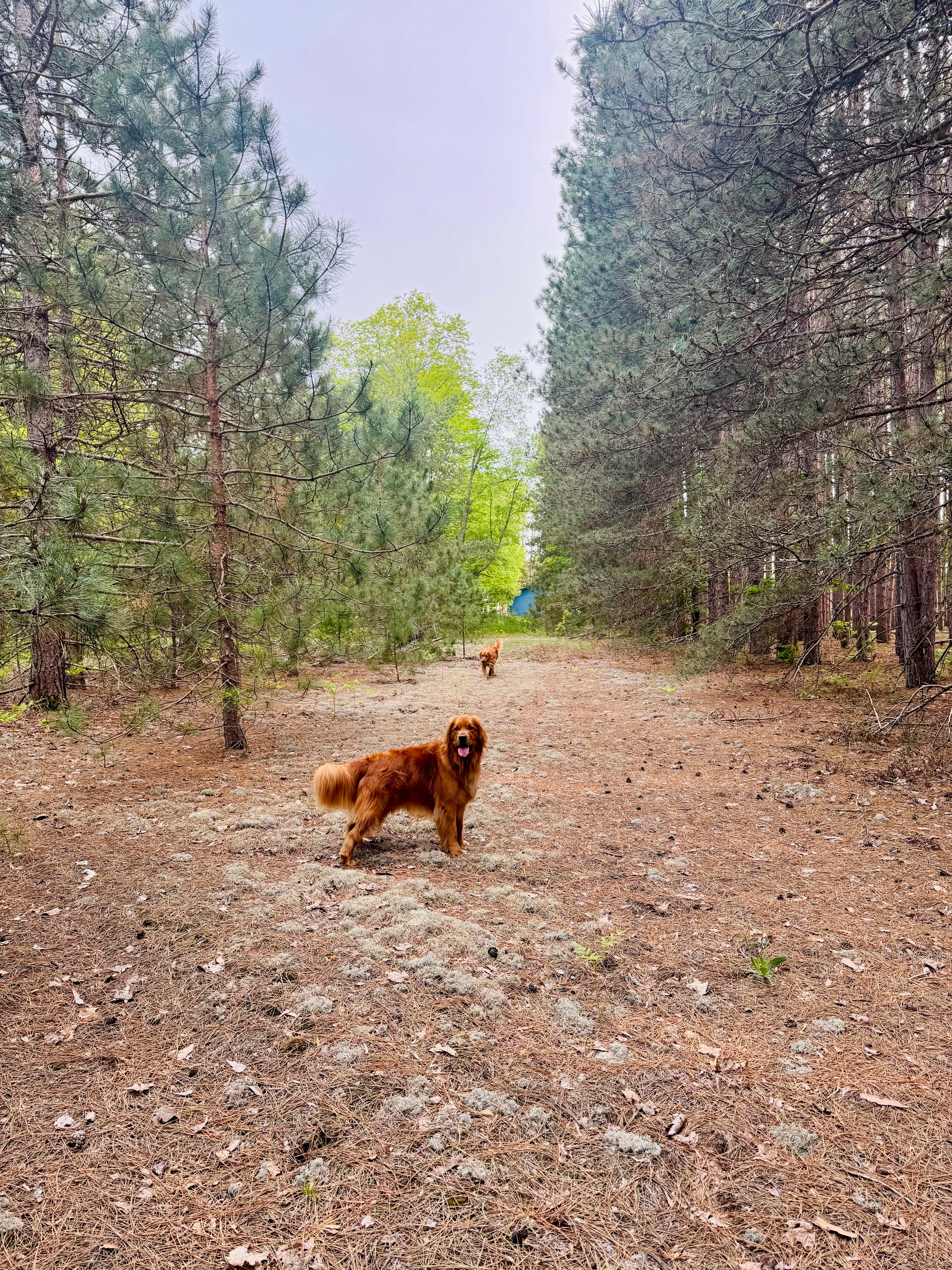 Private Rustic Pines- Dog friendly