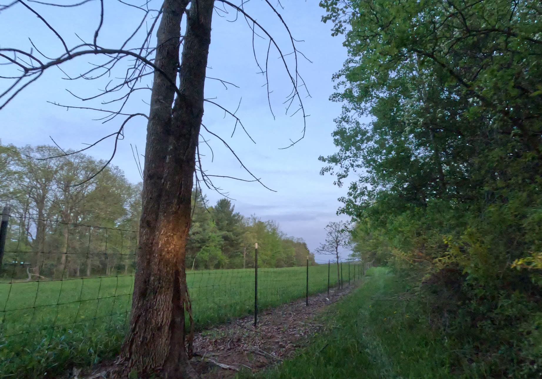 This is the path back to the camp site from Plotterkill Reserve.