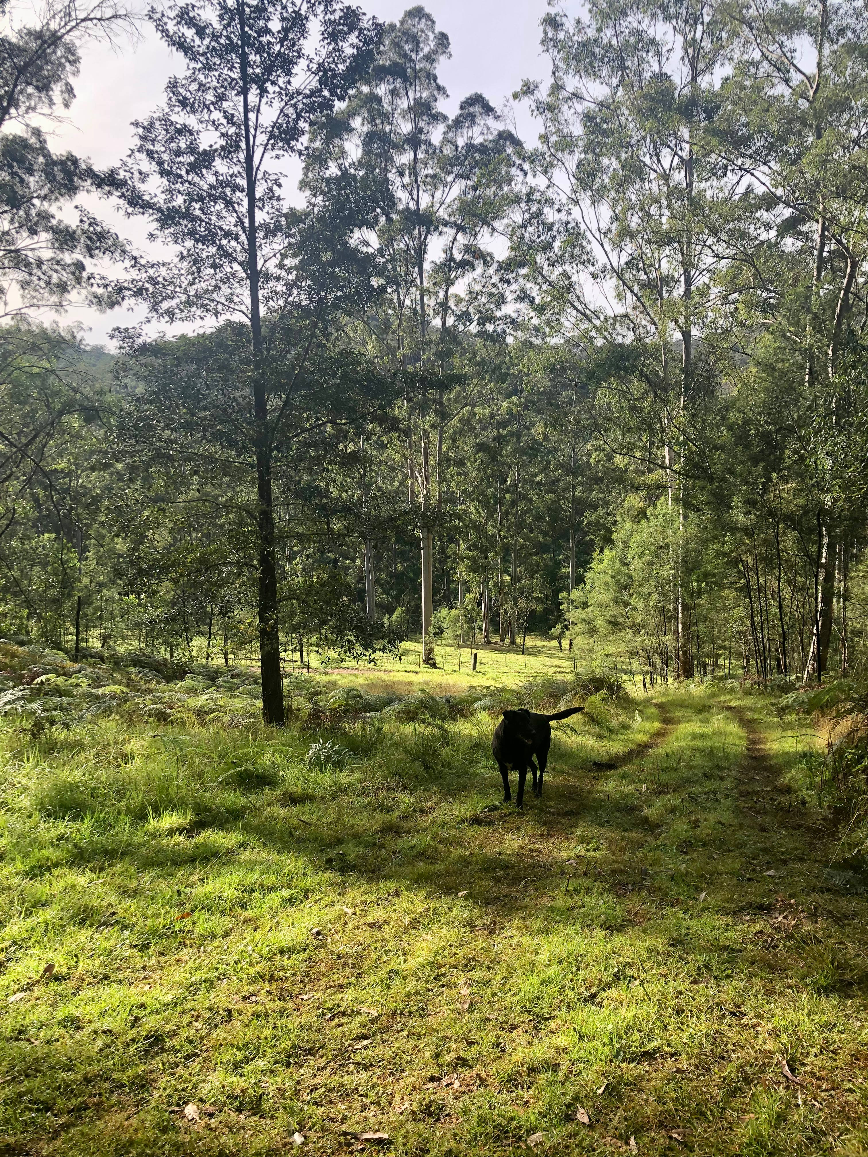 Tanglewood Bush Camp - Putty NSW