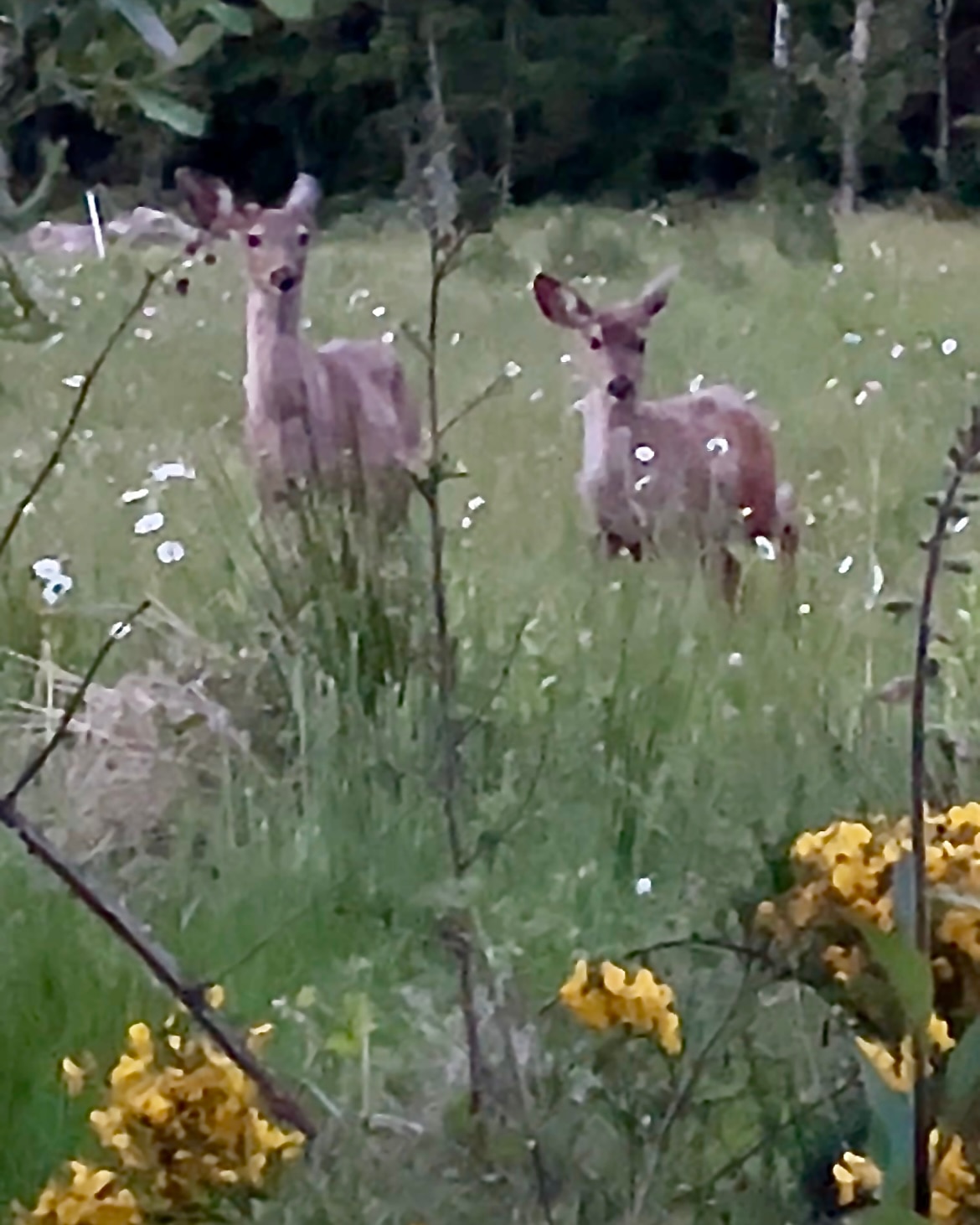 The MEADOW at Welches