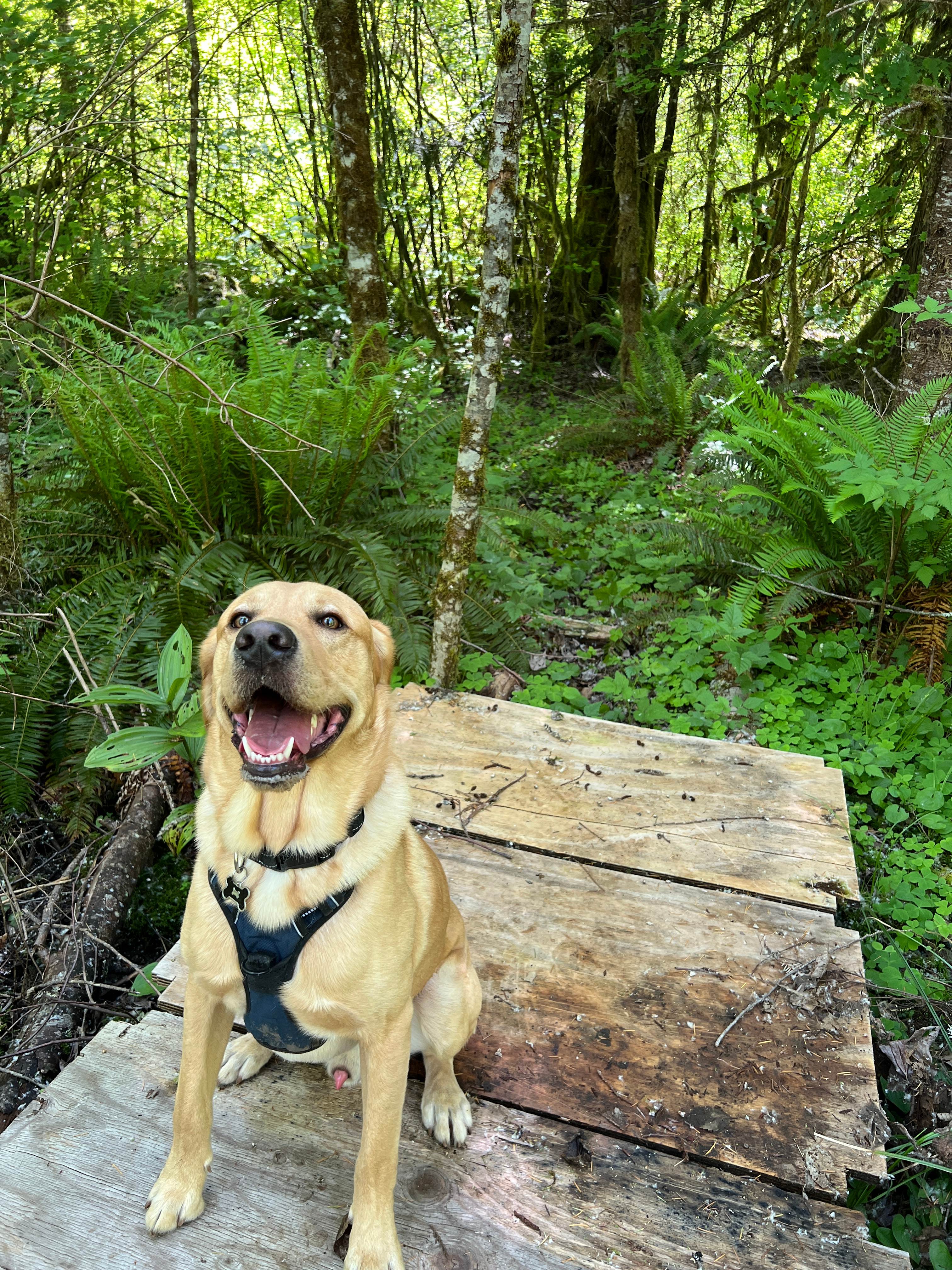 The MEADOW at Welches