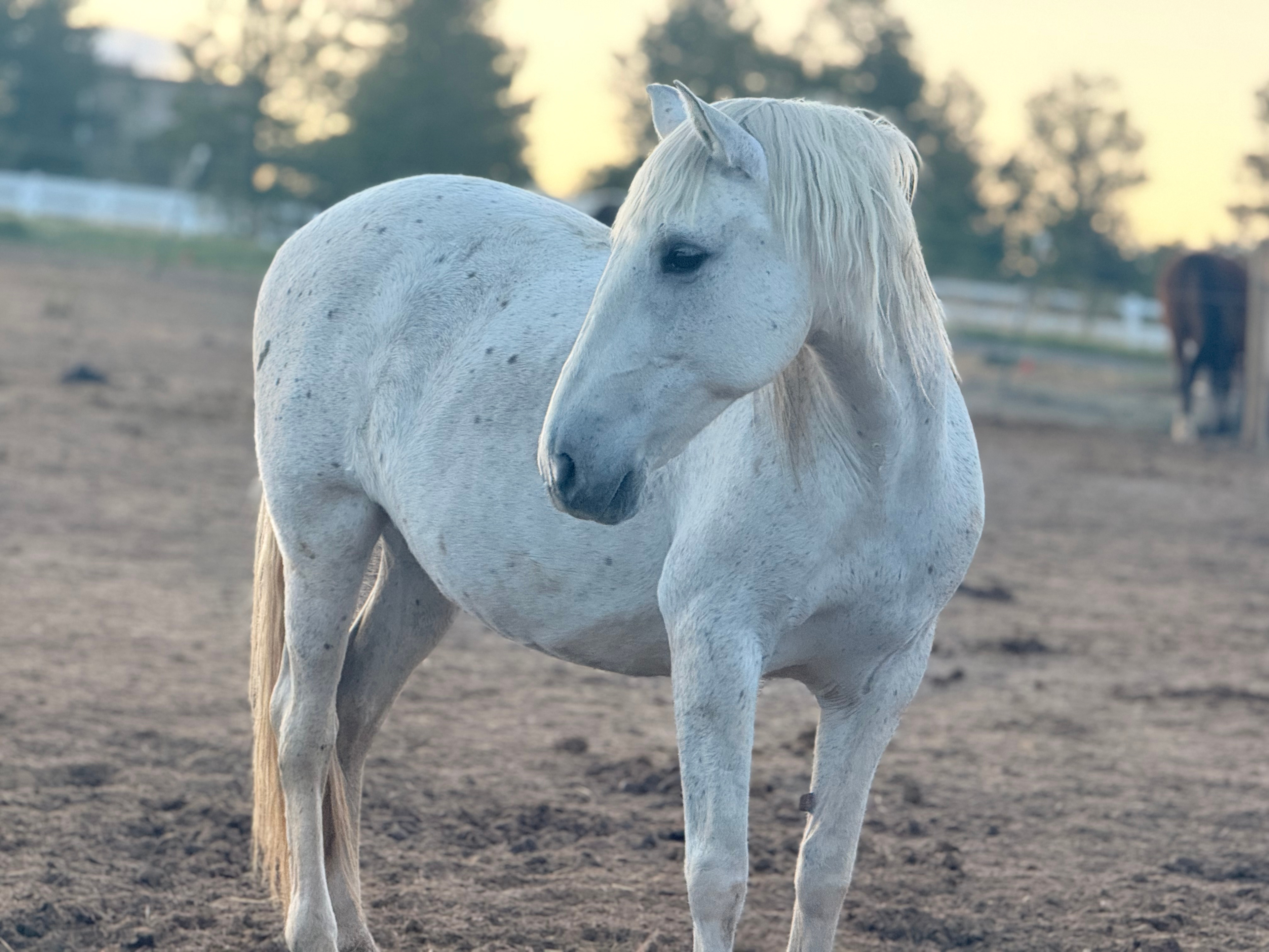 Private 120-Acre Horse Sanctuary