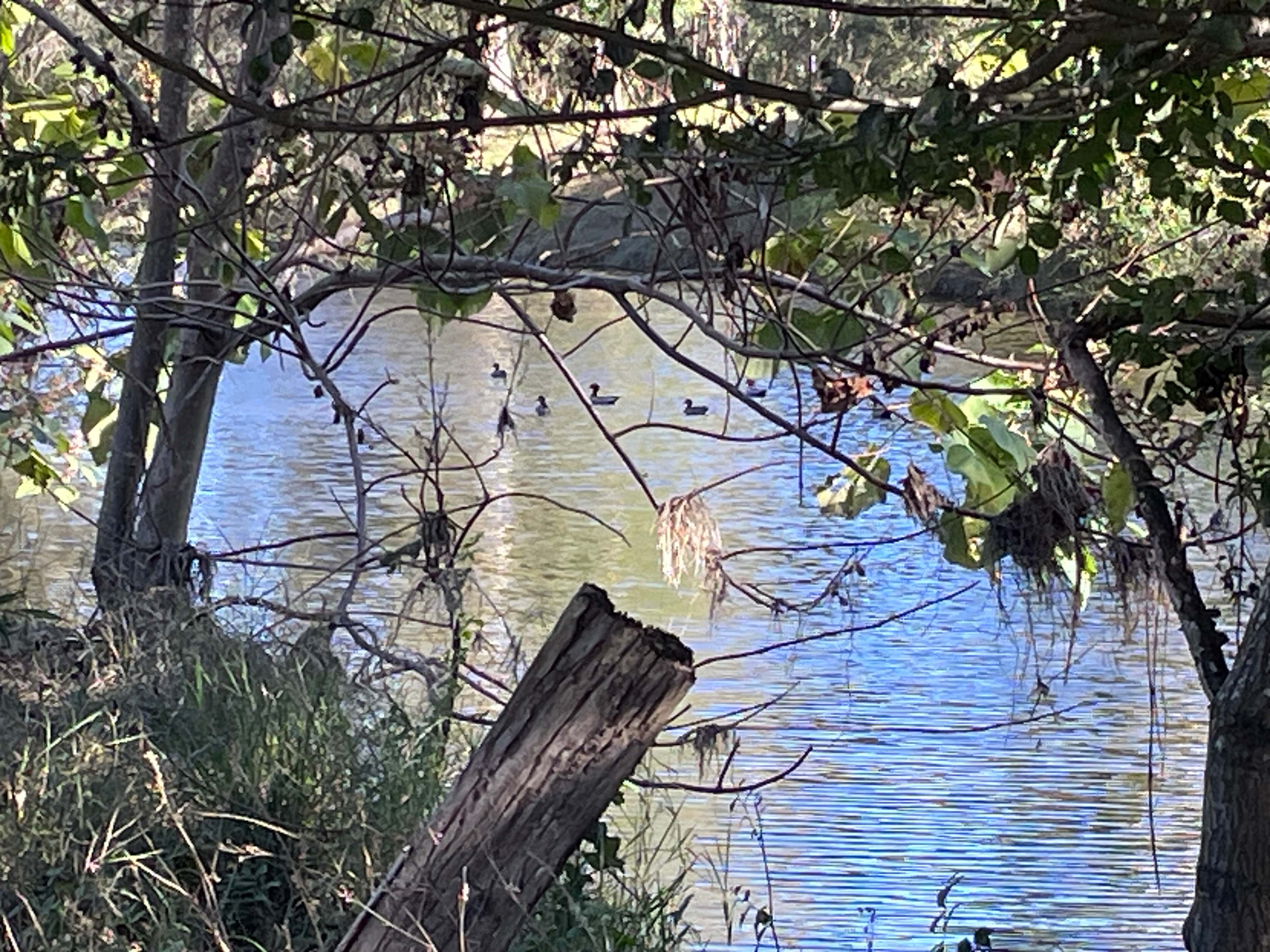 Camp By The Billabong