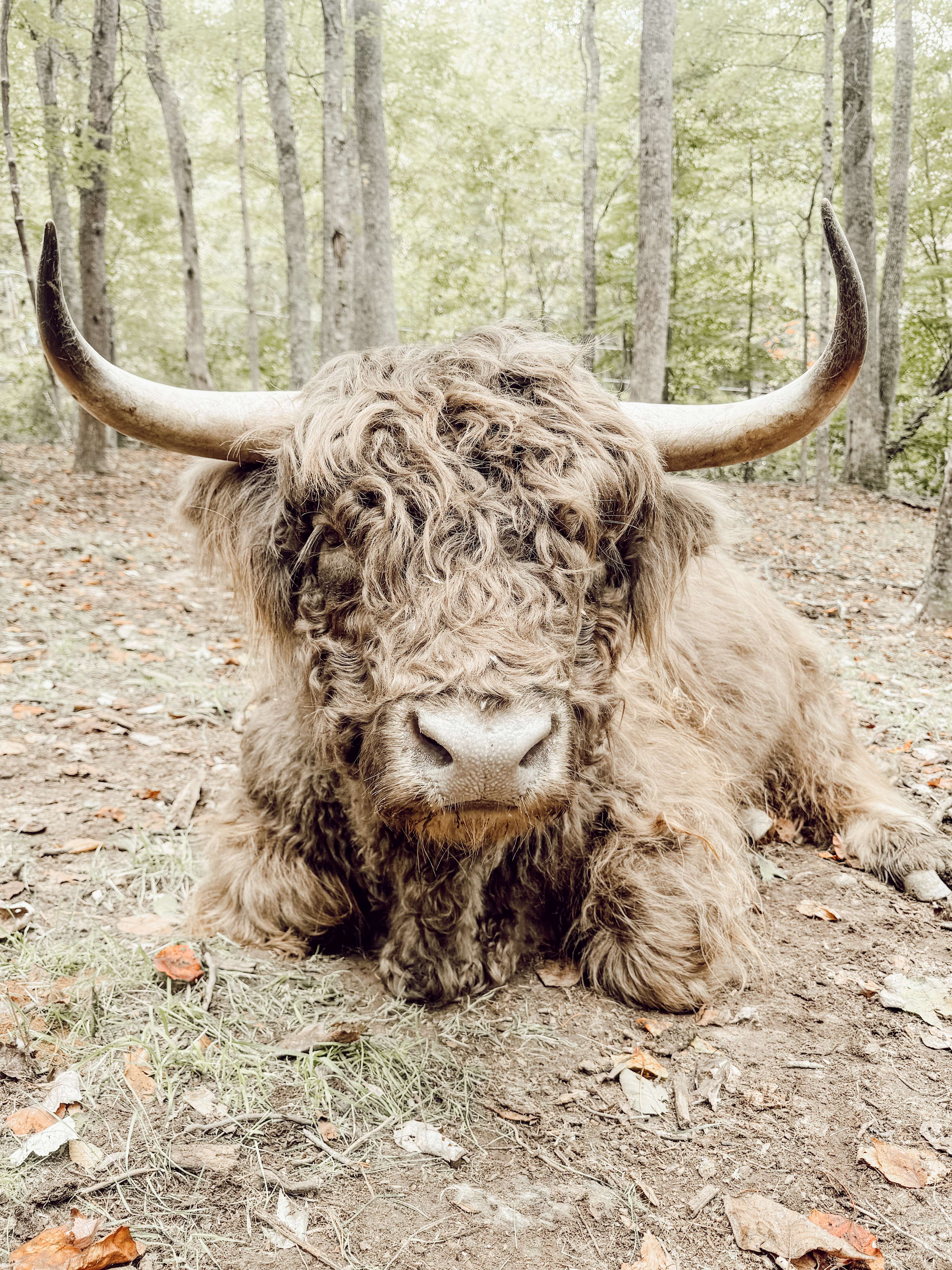 Highland Cow Off-Grid Treehouse