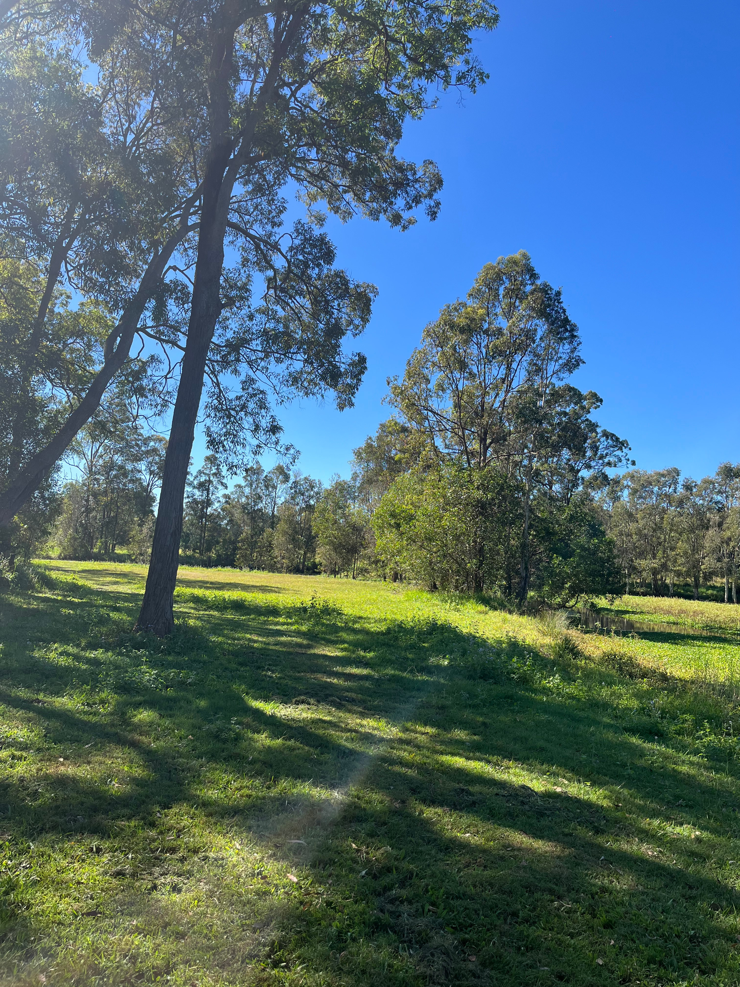 Clyde’s Forest Farm Adventure