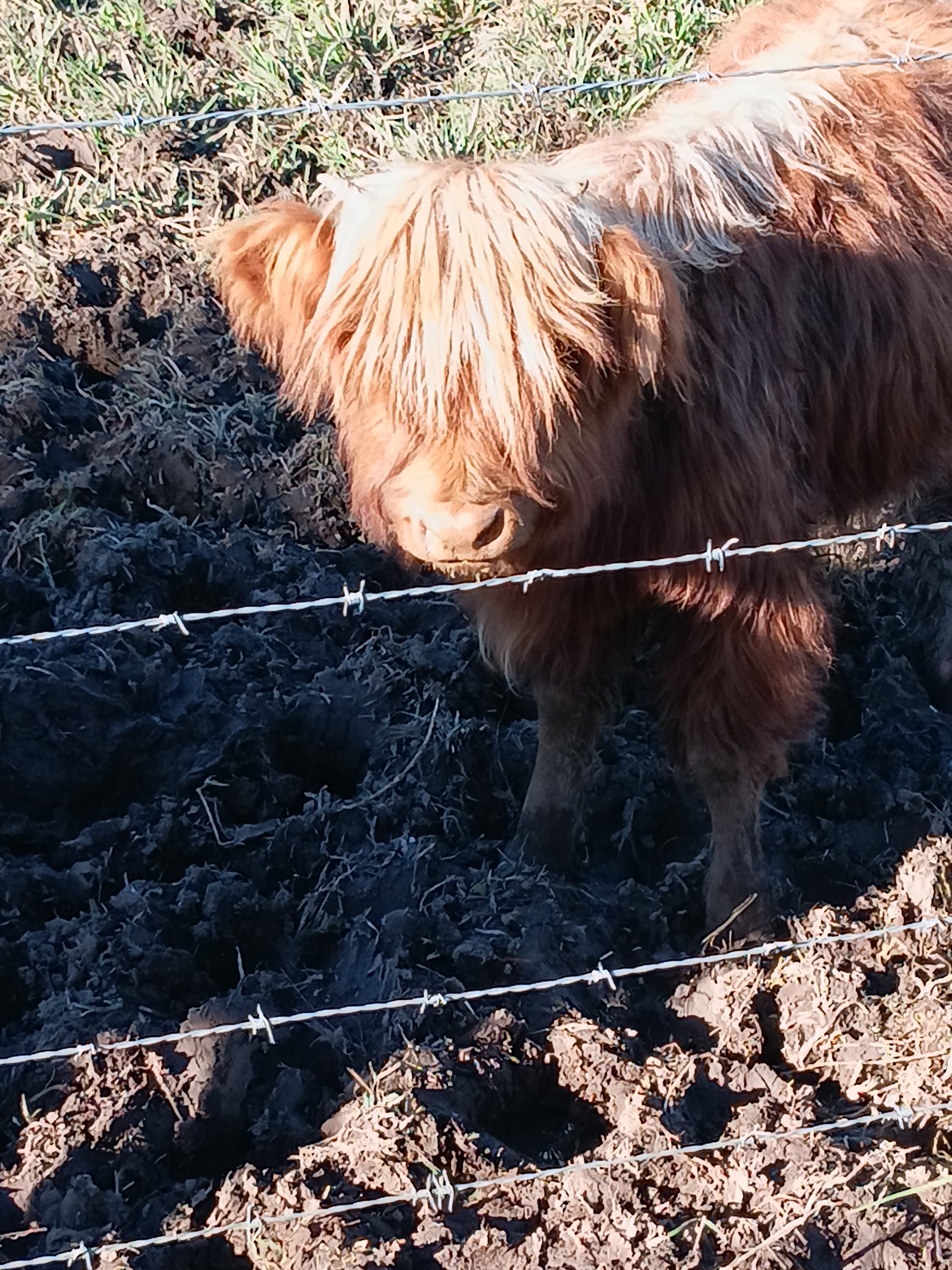 Highland Cow Farm