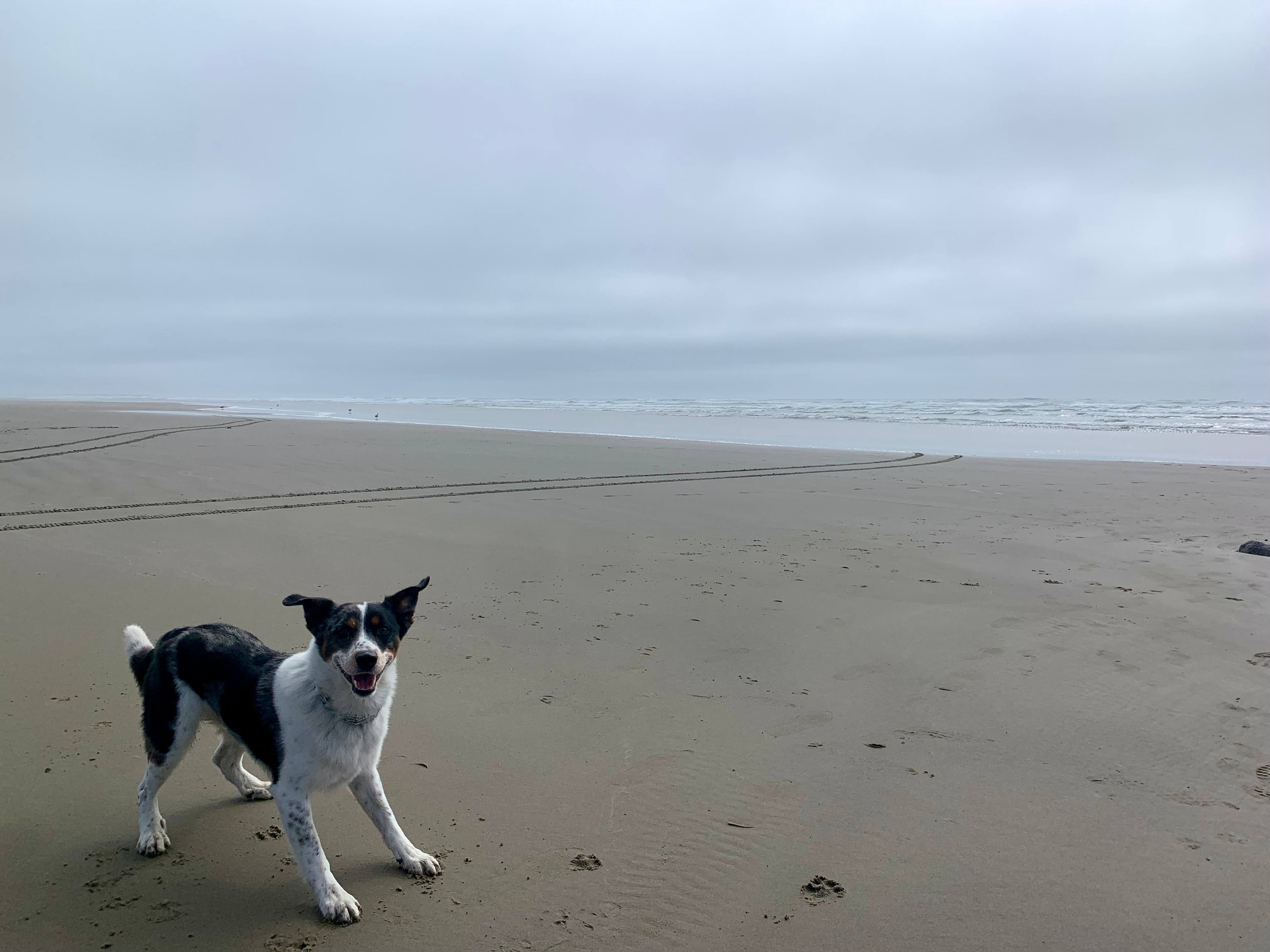 Huge beaches with lots of off leash fun!