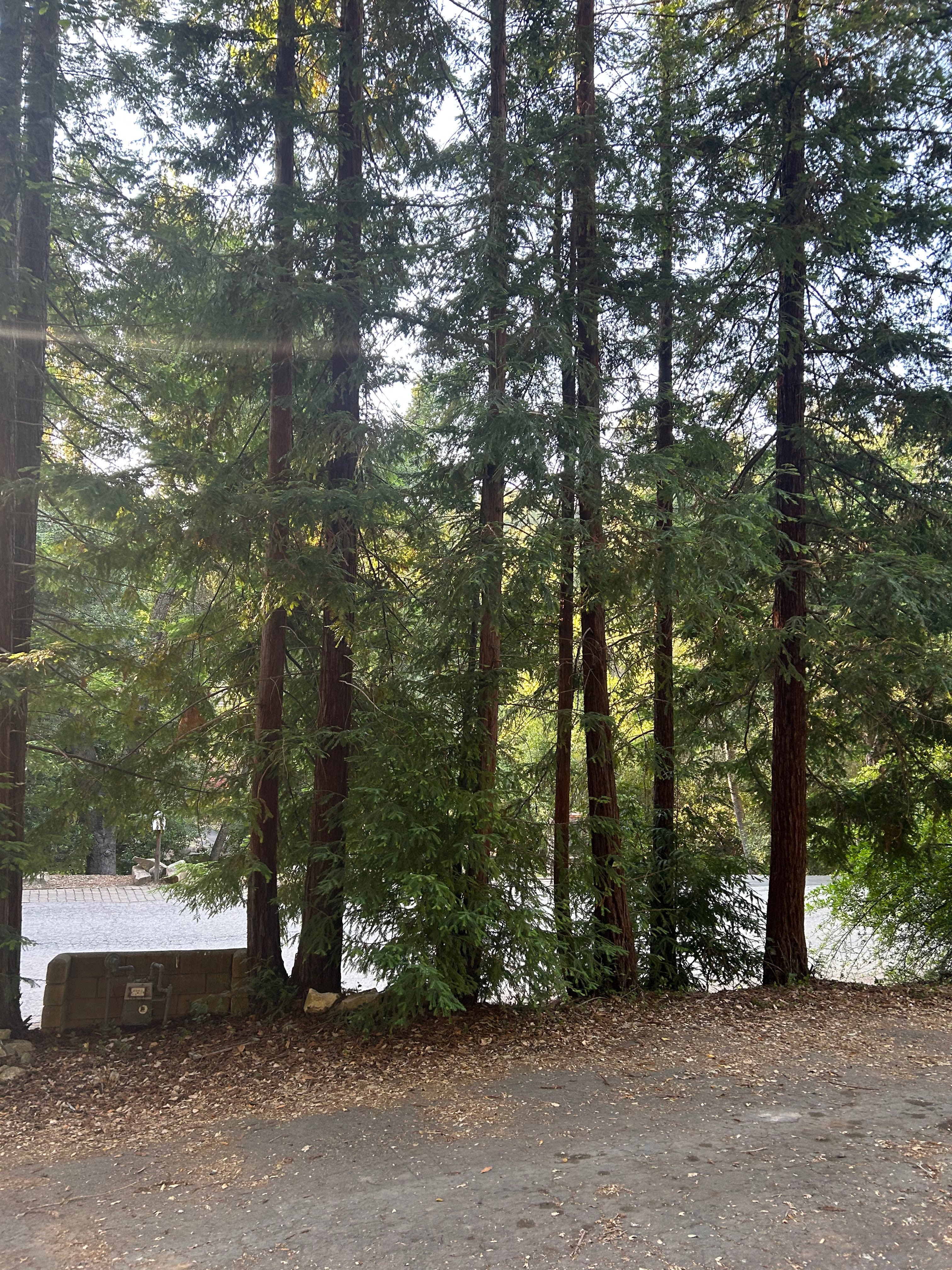 Oak Serenity RV Spot