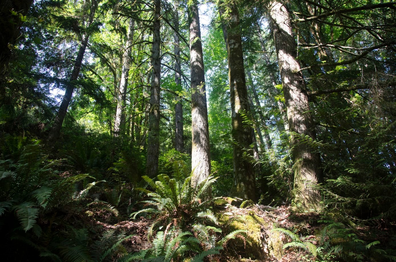 20 acres of century old forest with 3 trails to explore.