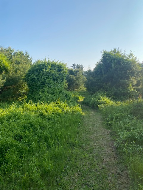 Mowed path around property