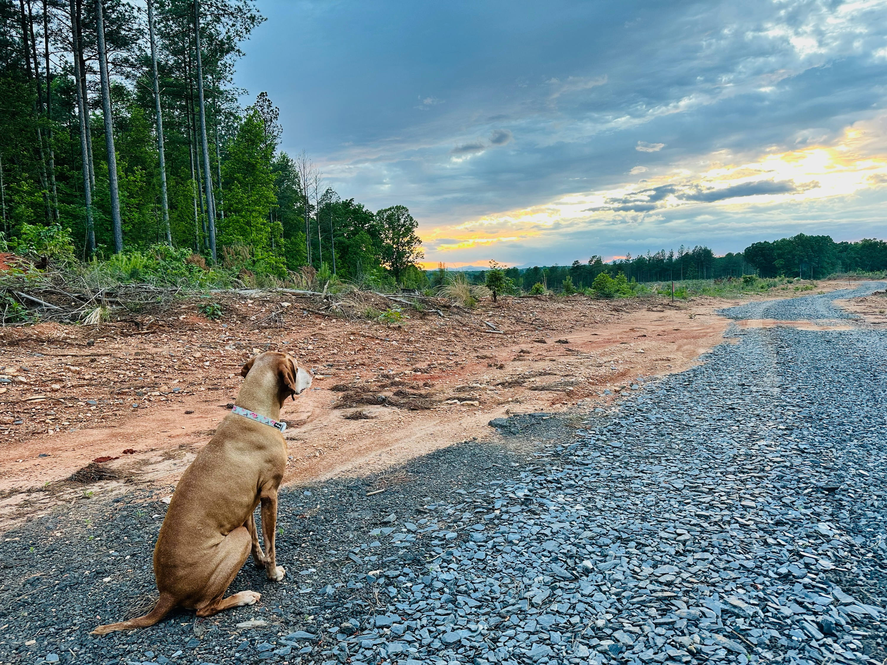 Leash free is the best way to be