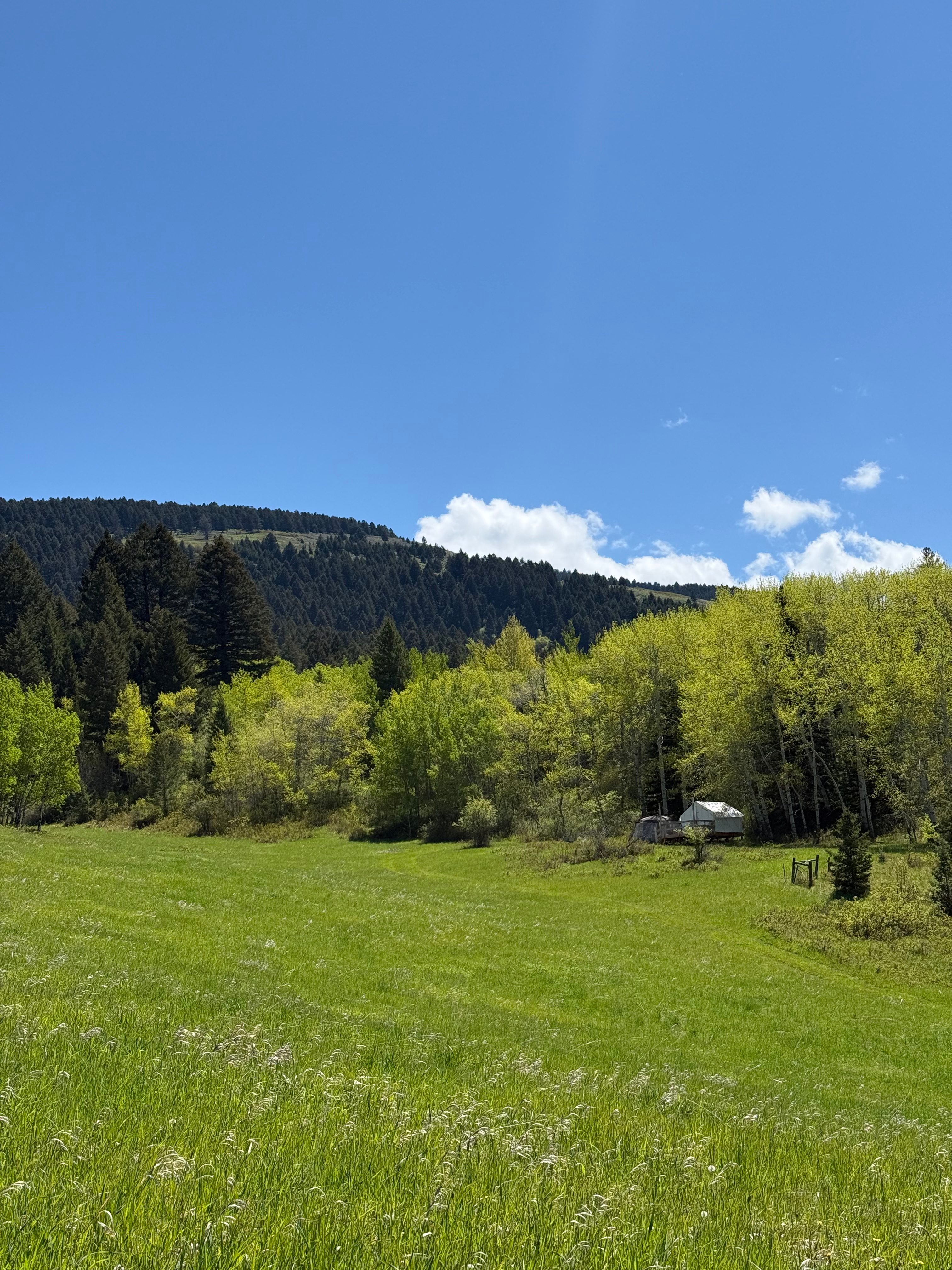 Bear Canyon Meadow