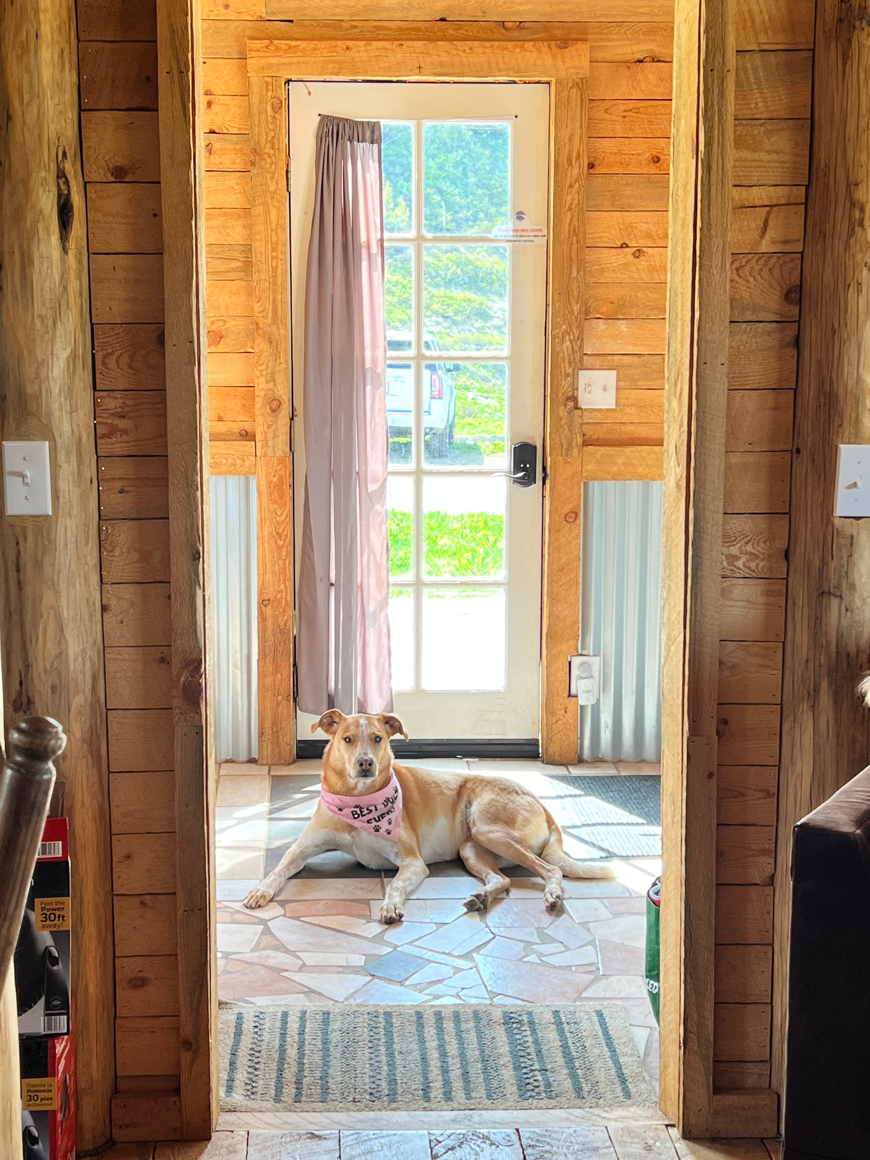 Dogs love to roam around Basecamp! 