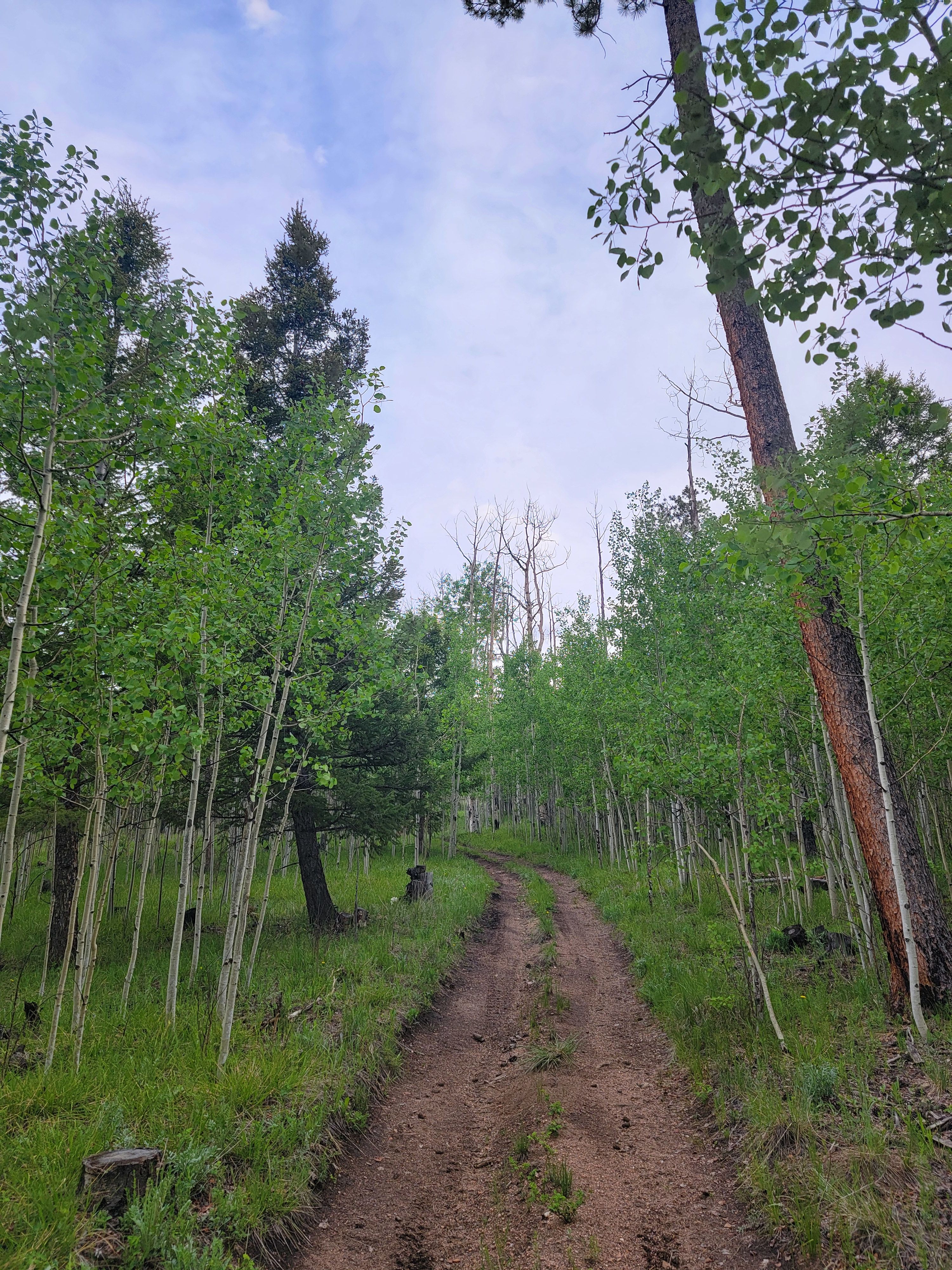 Trail to Aspen Campsite