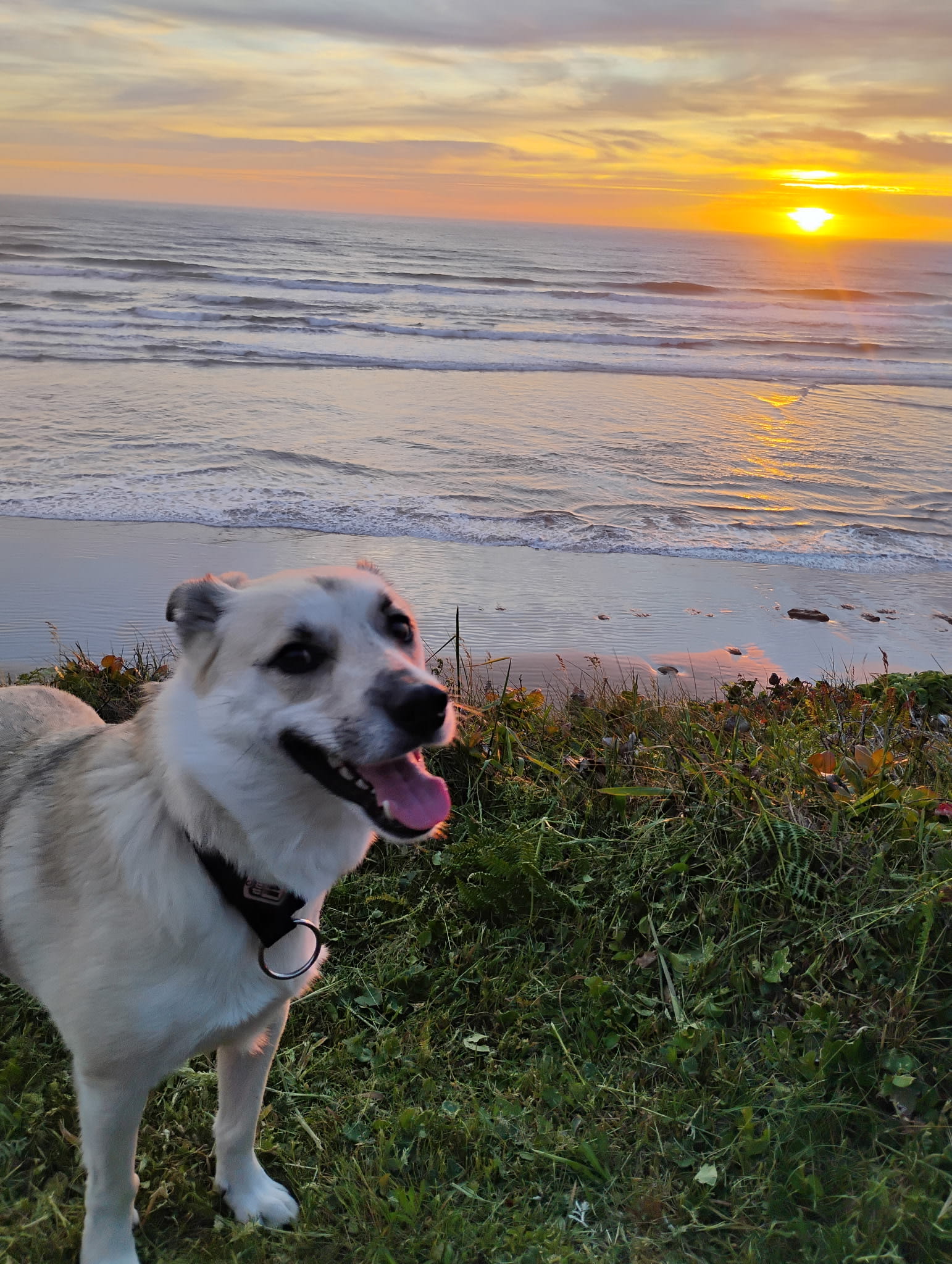 The site was very accommodating for my dogs