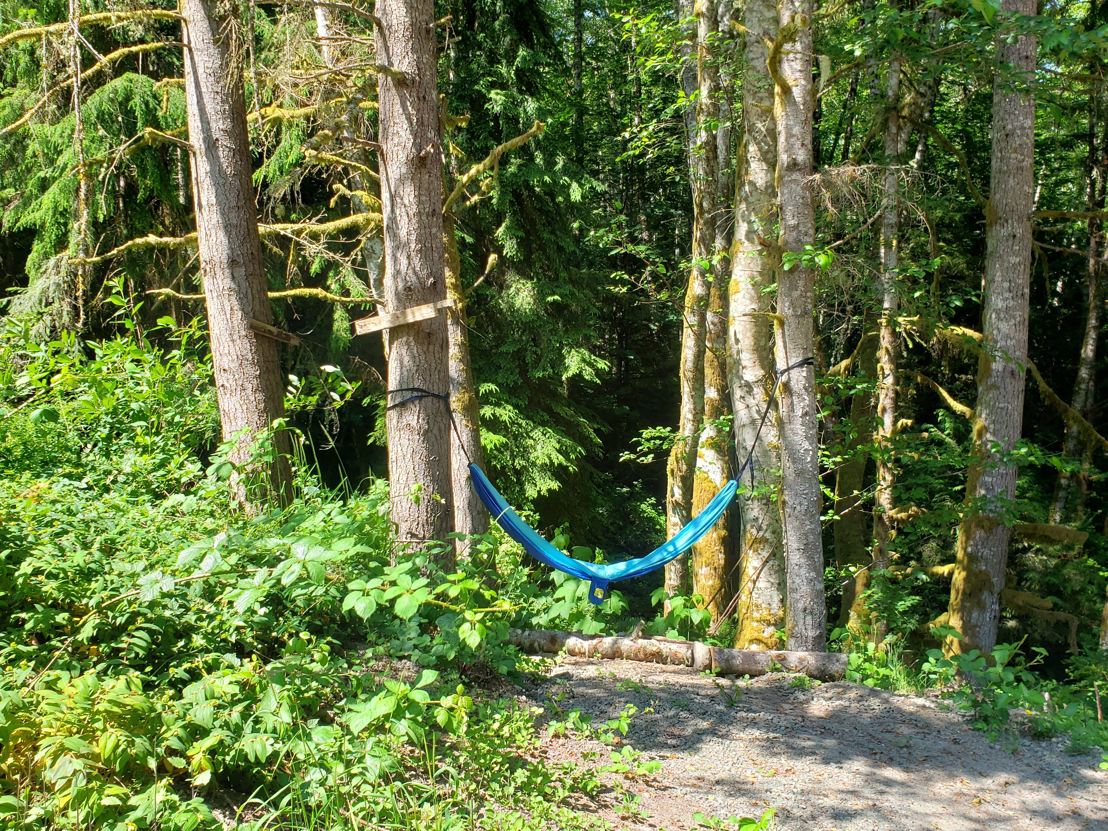 Wild Grace Forest Retreat