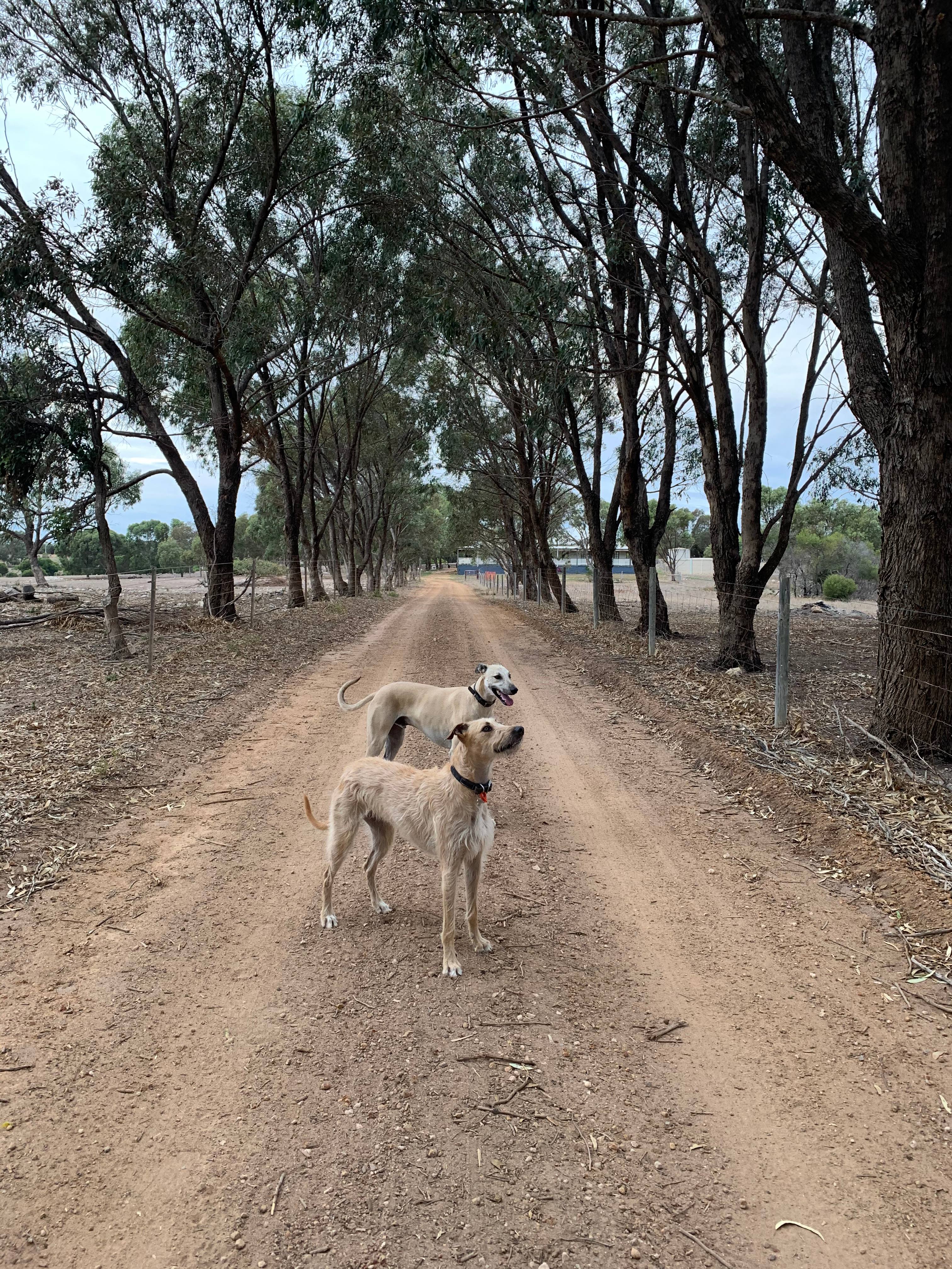 The Mallee Manor Campground Dongara