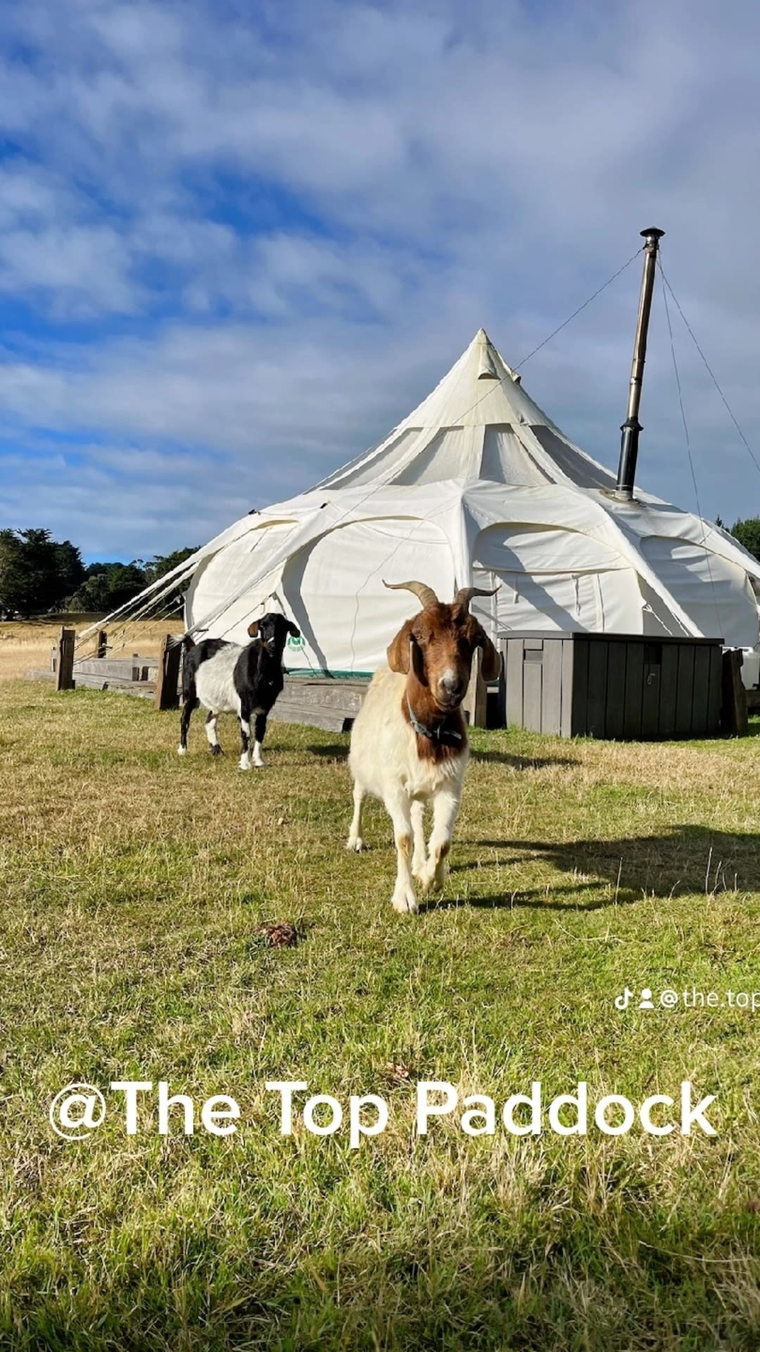 The Top Paddock