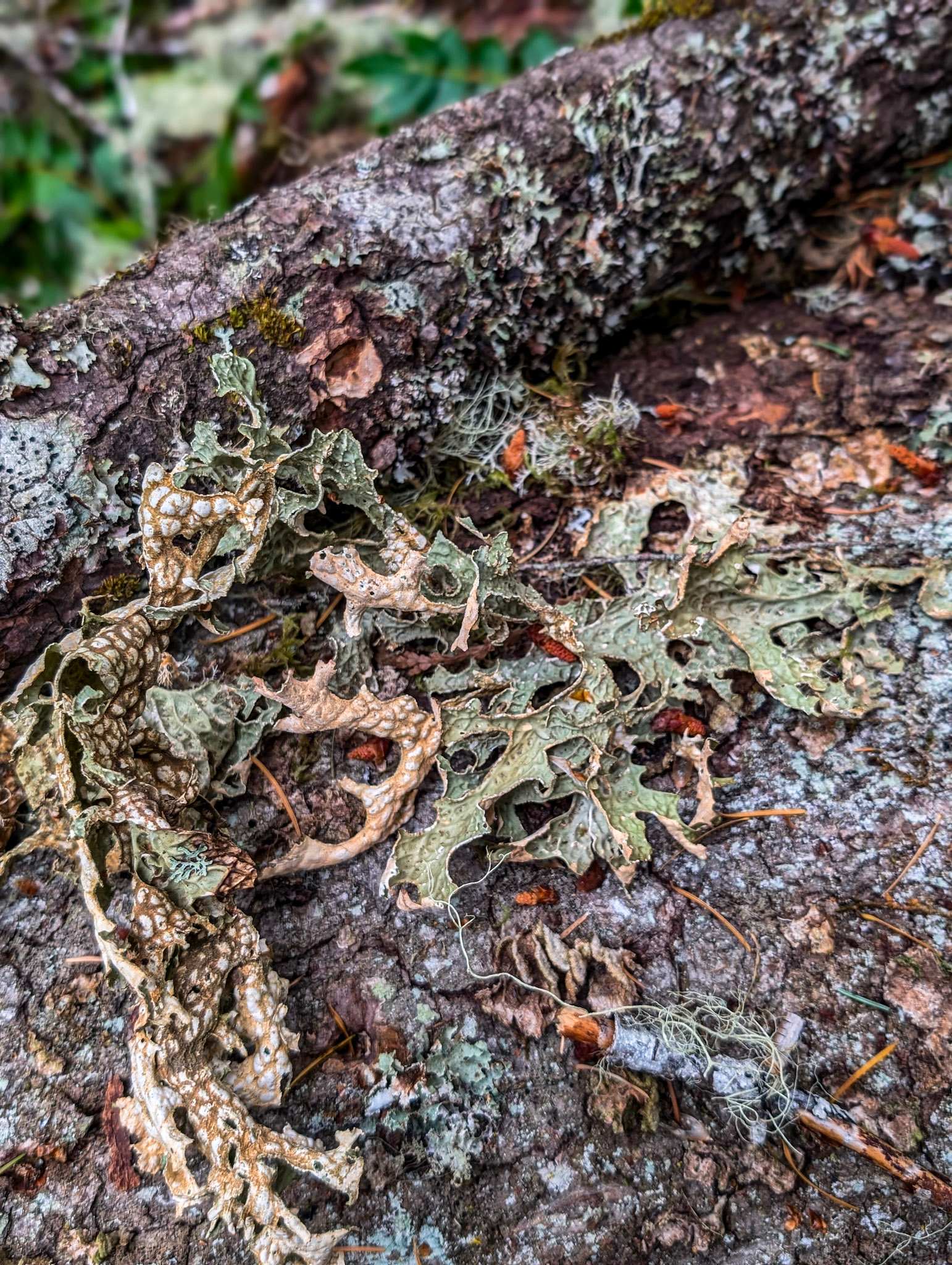 Mt. Rainier Private Globe Dome