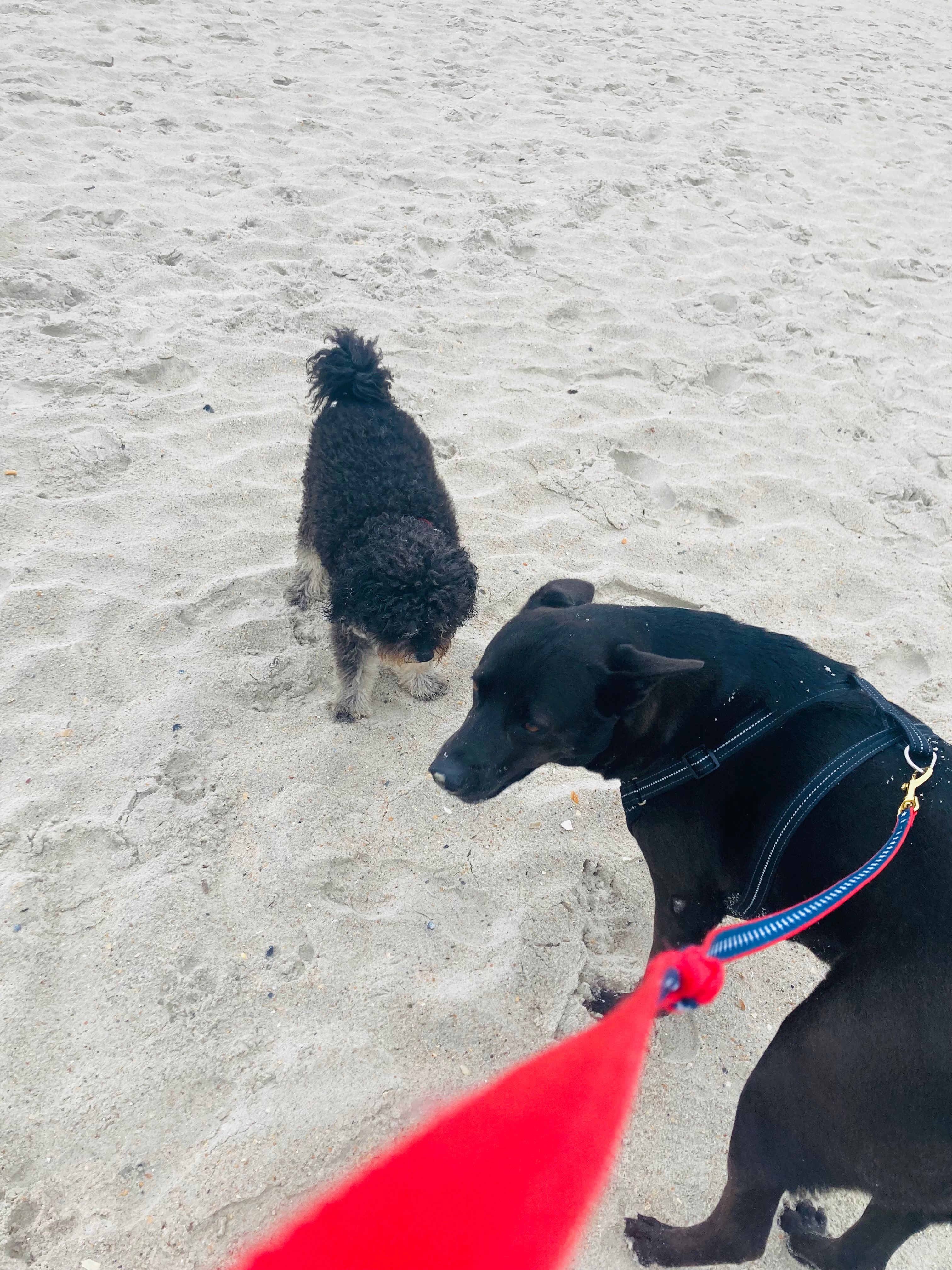 Dogs are only allowed on the beach during the fall and winter months. Please double check to verify the approved months. I think this was October.
