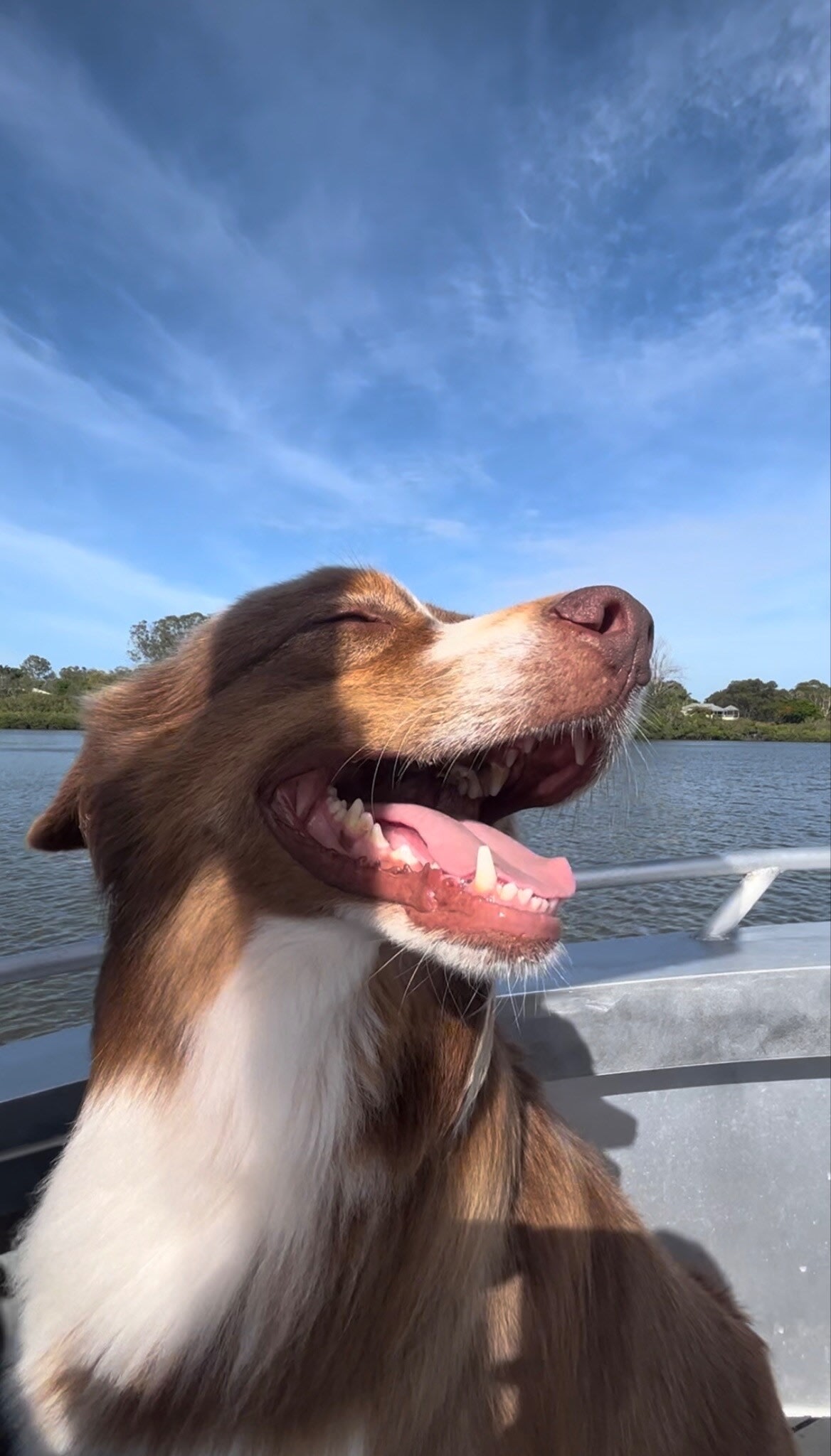 Whitsunday Pet Friendly Retreat