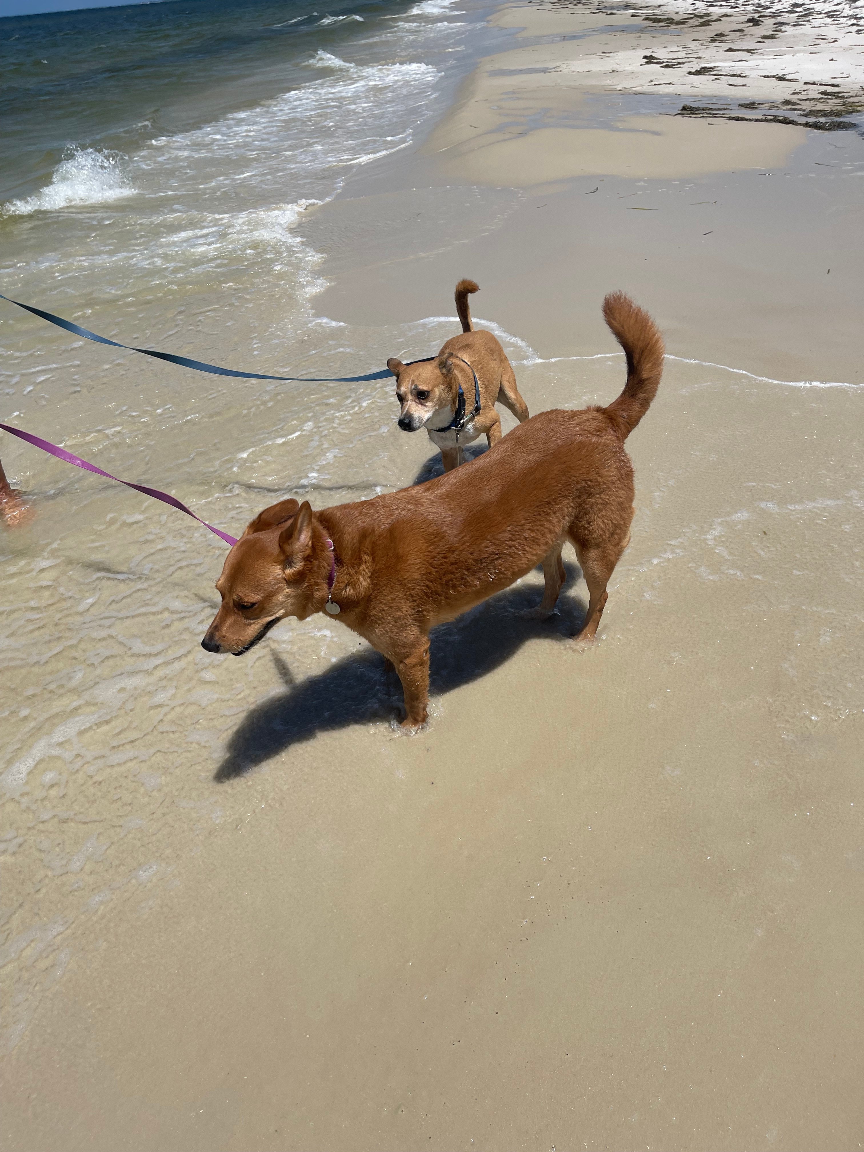The Gulf Stream Beach Camp