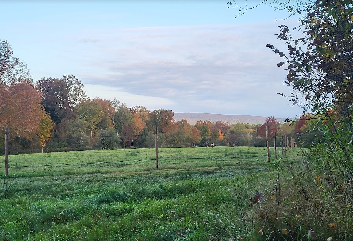 Nothing better than watching the animals graze, while enjoying your morning coffee. 