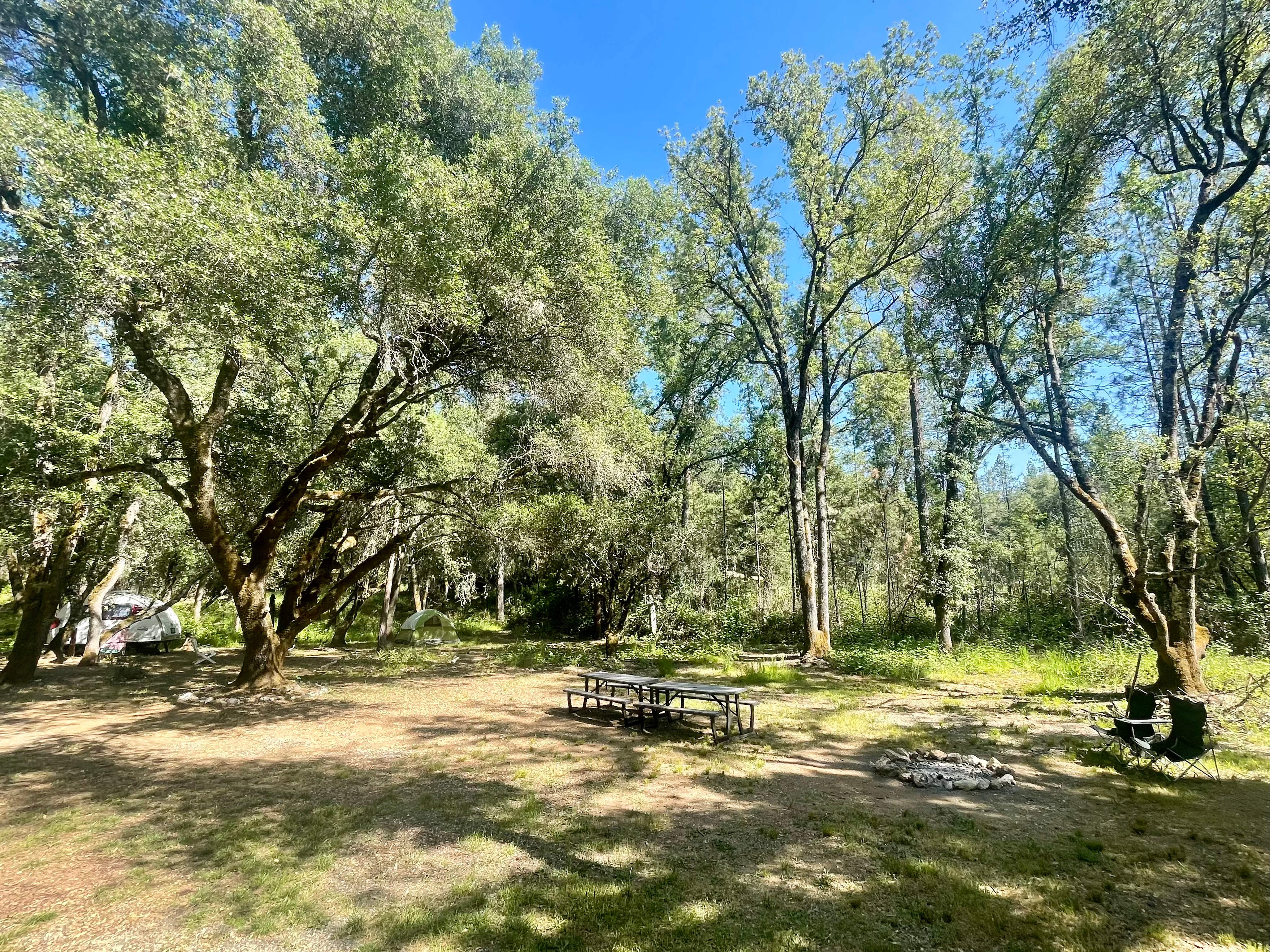 The Black Oak Forest