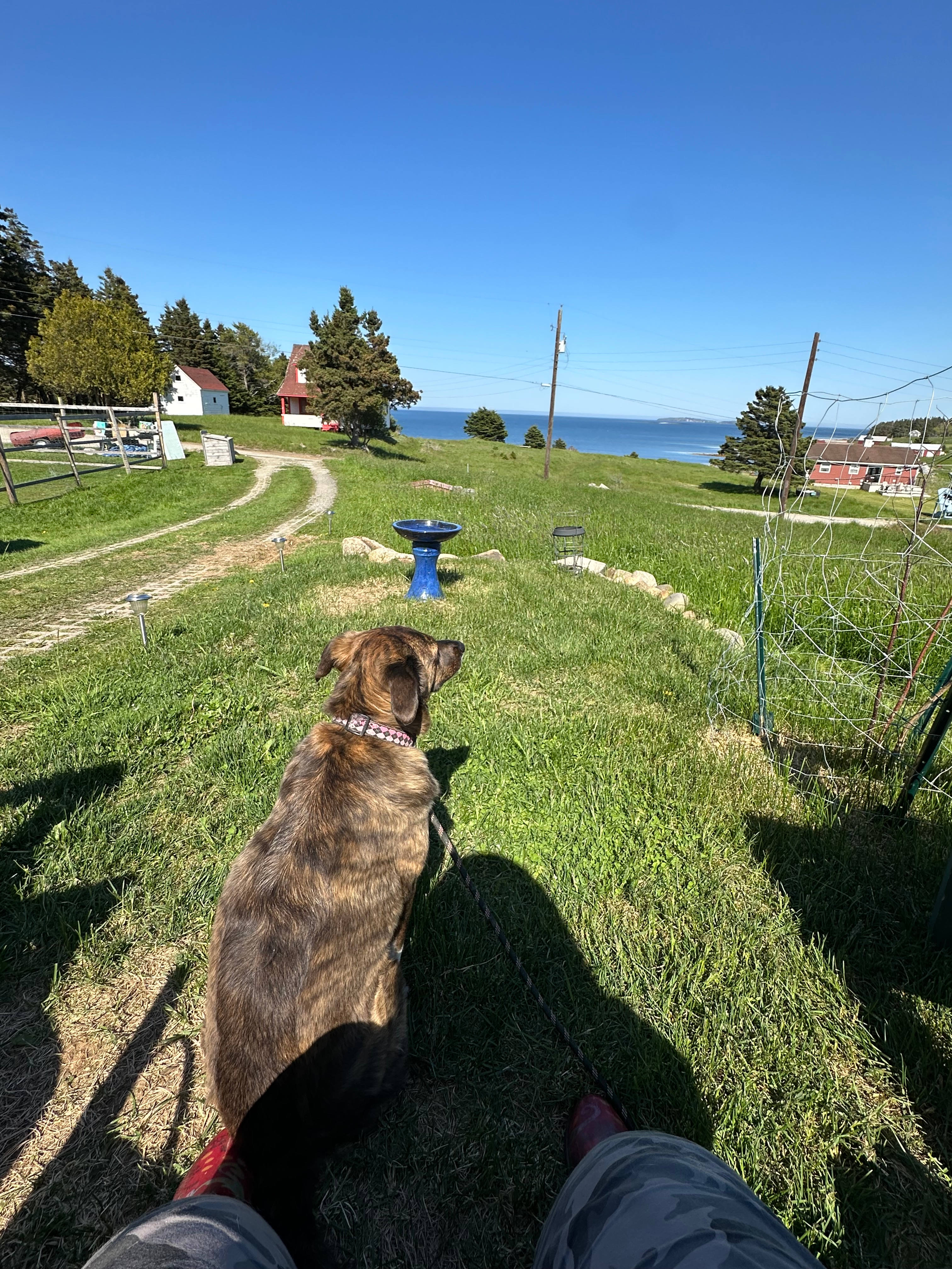 Farm Dog Barley will wag her way into your heart!