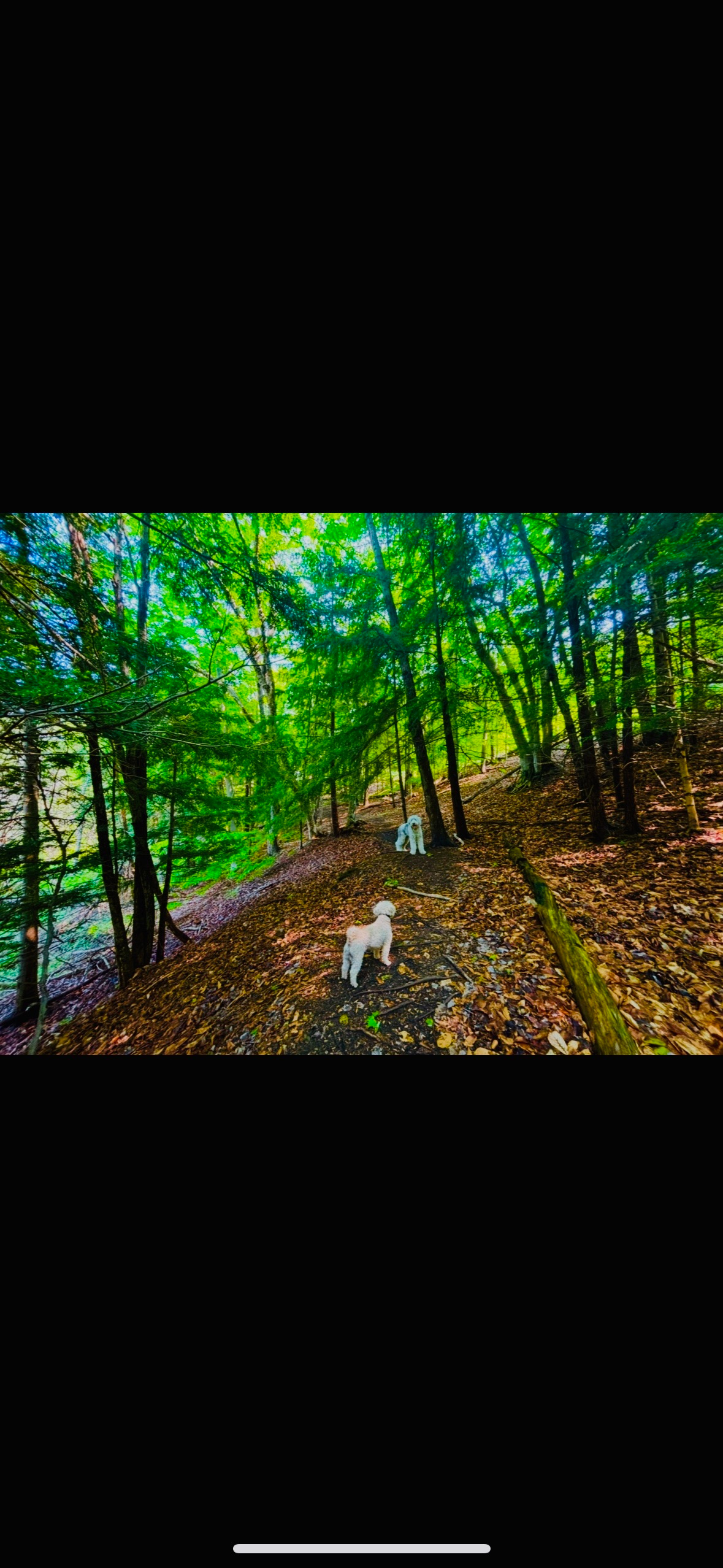Fern Gully Ranch, Jordan Valley MI