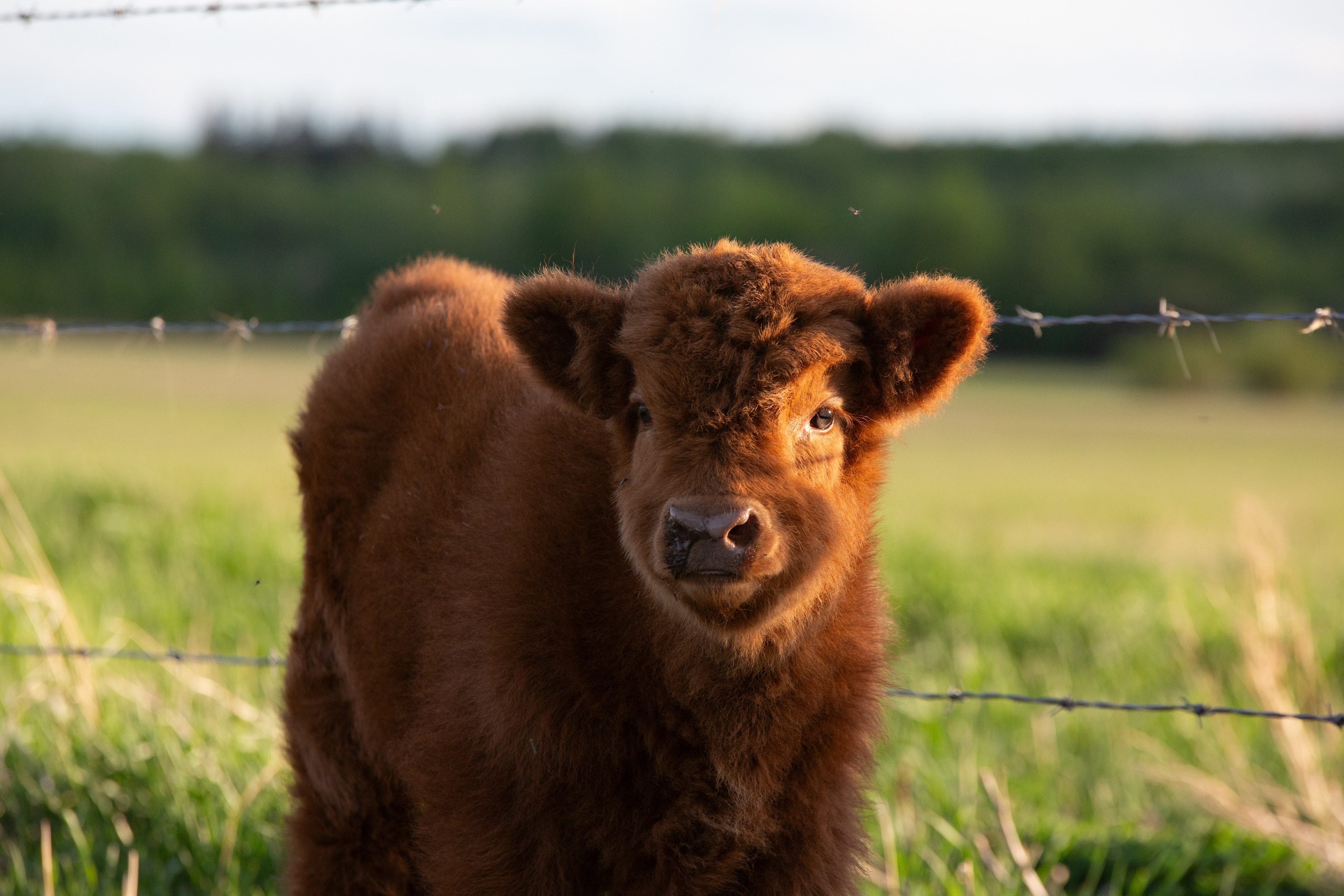 Highland Cow Farm
