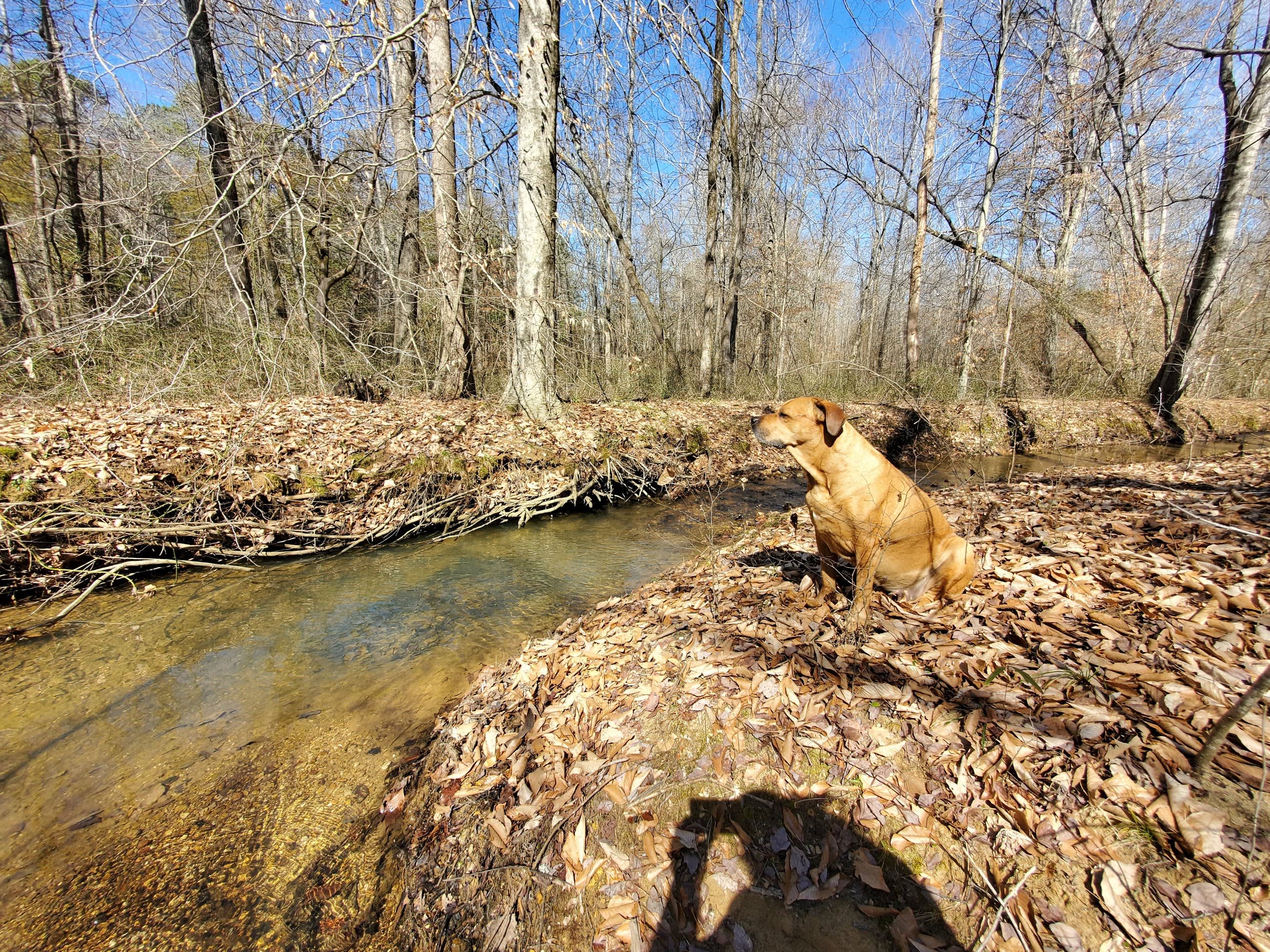 Wilderness Camp at Healing Springs