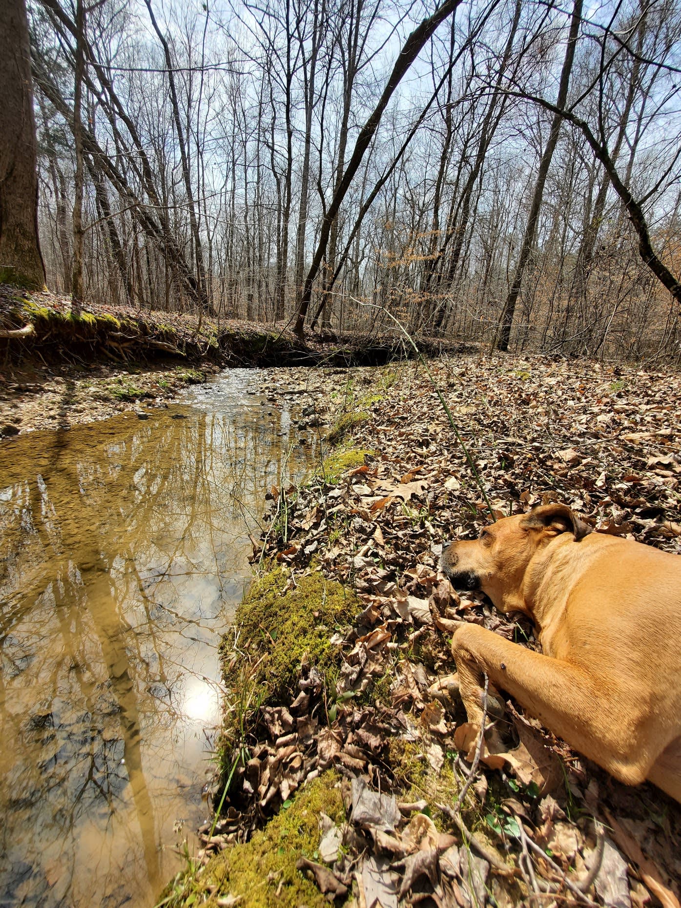 Wilderness Camp at Healing Springs