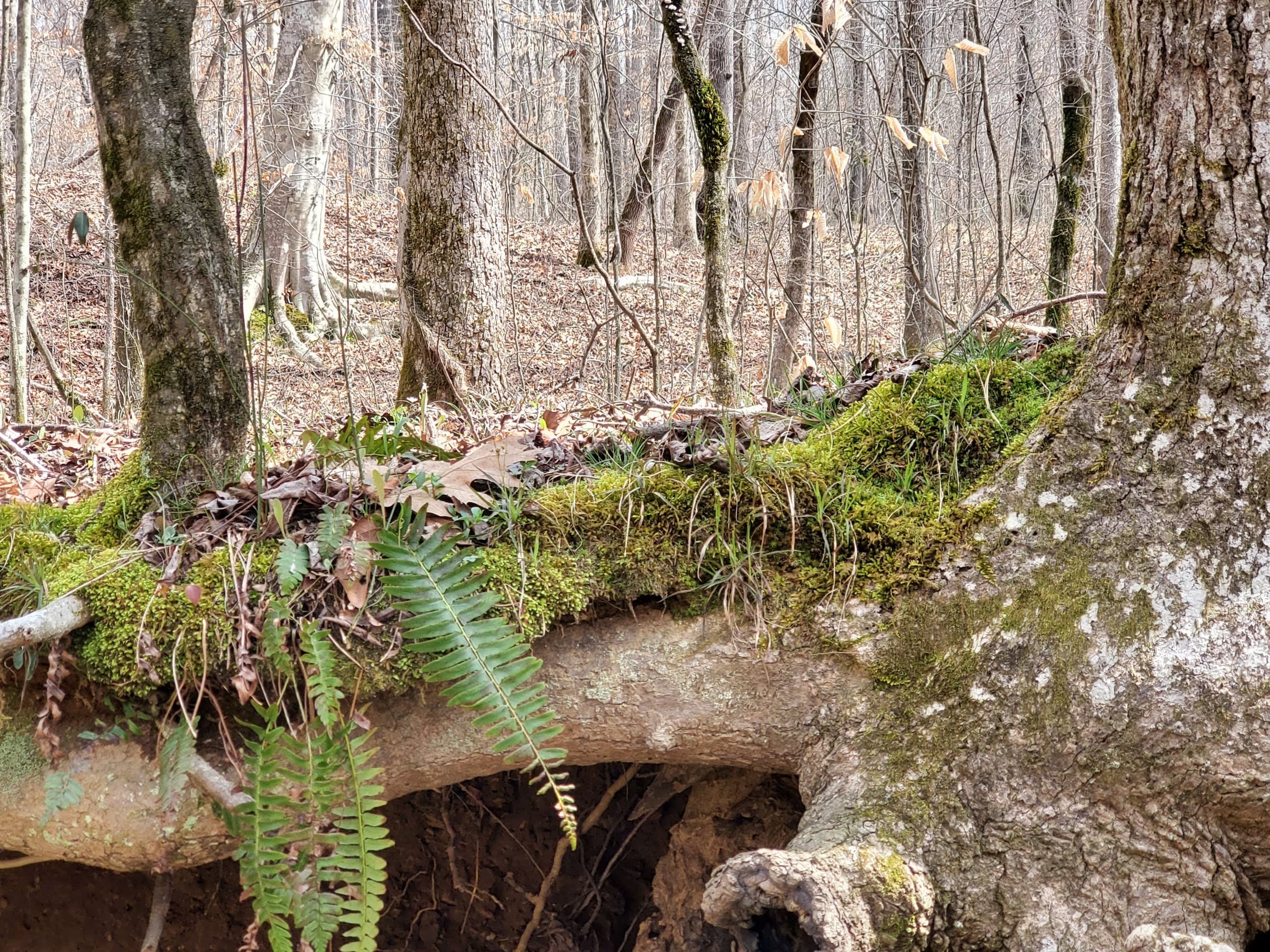 Wilderness Camp at Healing Springs