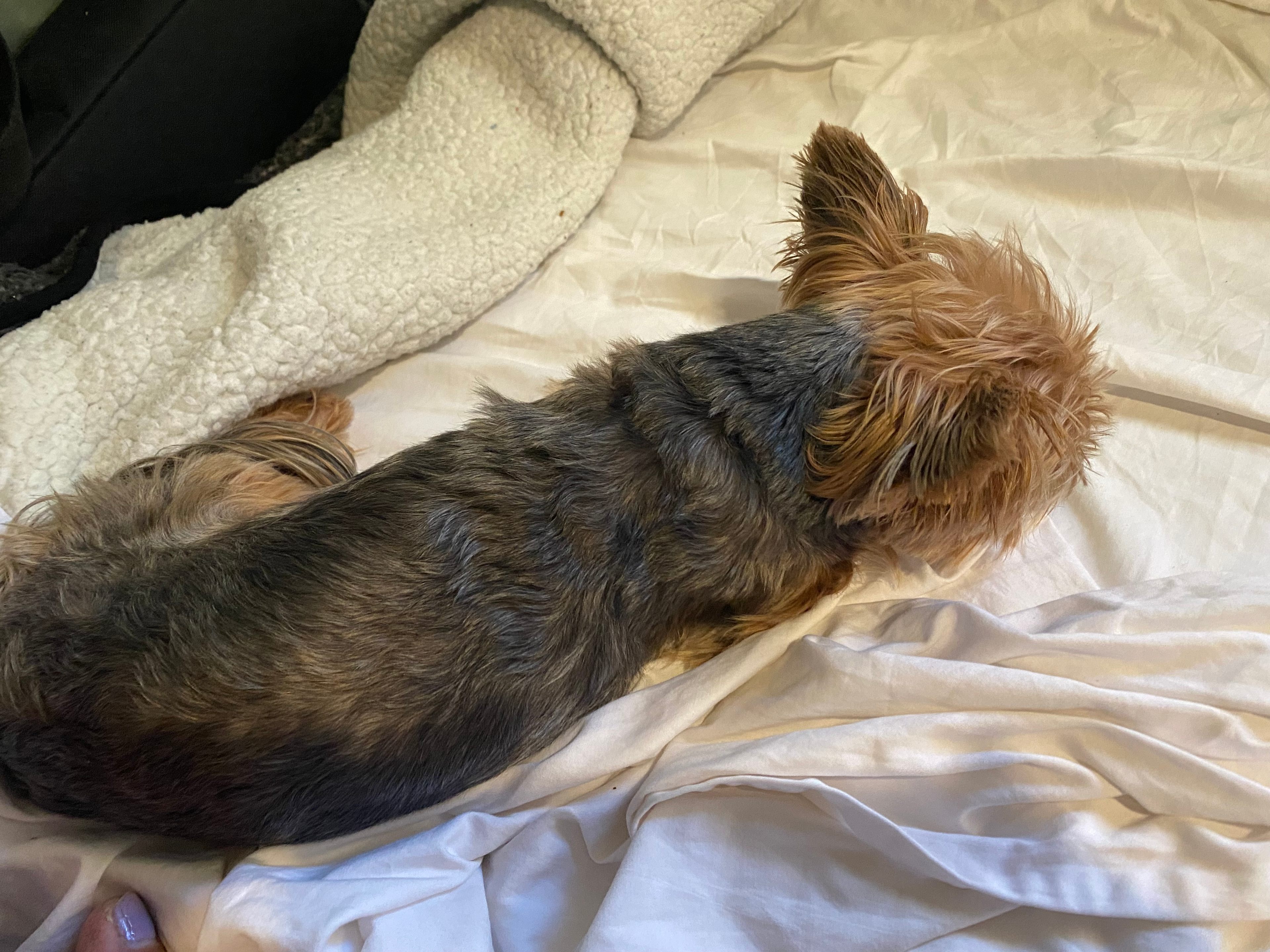 All tuckered out after long drive.  It’s so peaceful here! 