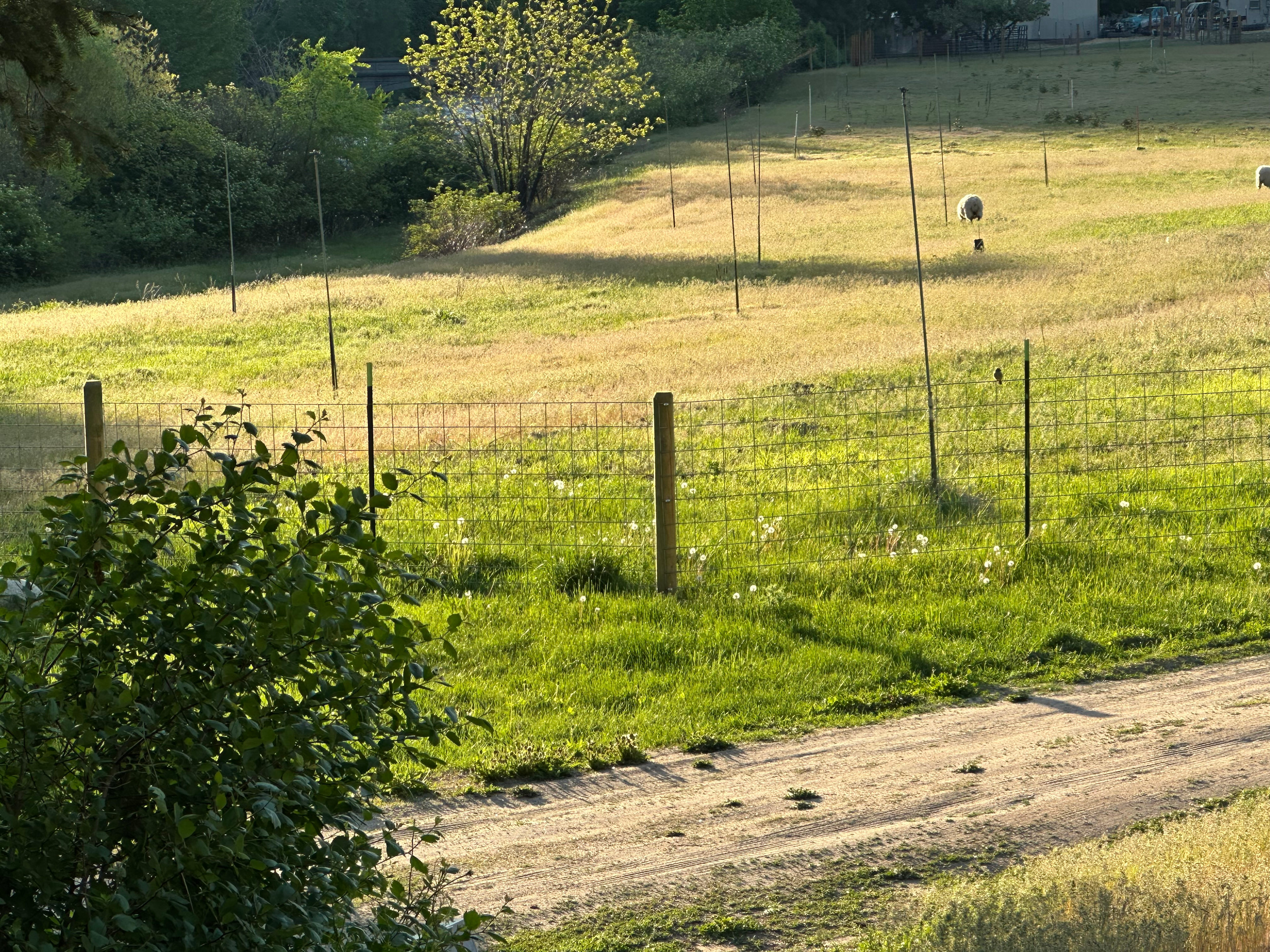 Sheep Pasture - looking SE