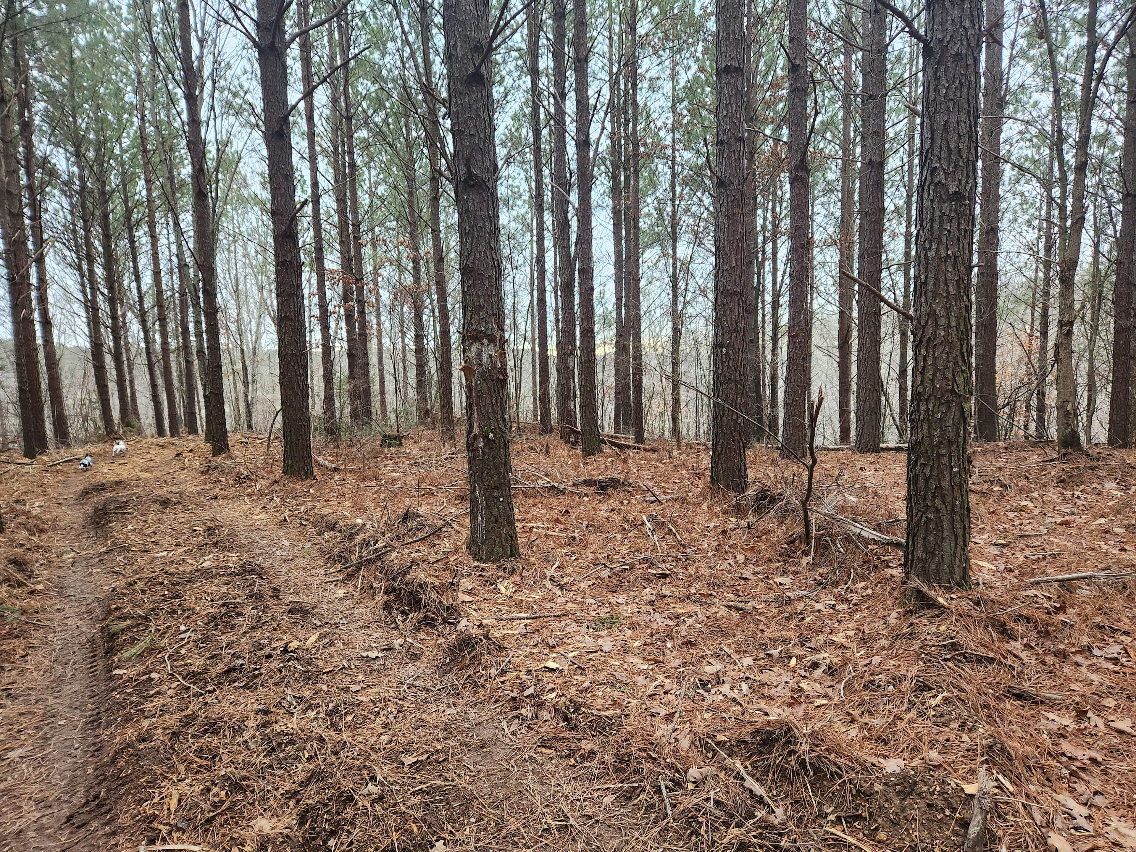 Whispering Holler Retreat